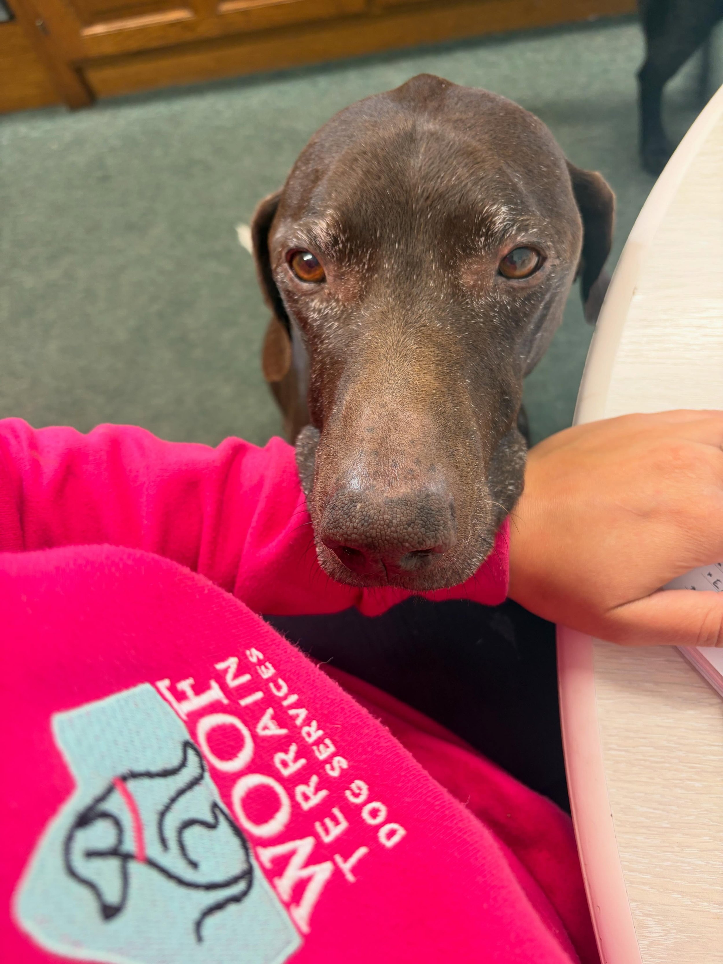 I think Harry might be a little bit in love with me 😂🩷🐾
The faces I spent my day with and lucky enough to spend my night with too 🐾

#dogdaycarelife #dogadventures #doghomeboarding #lakedistrictuk