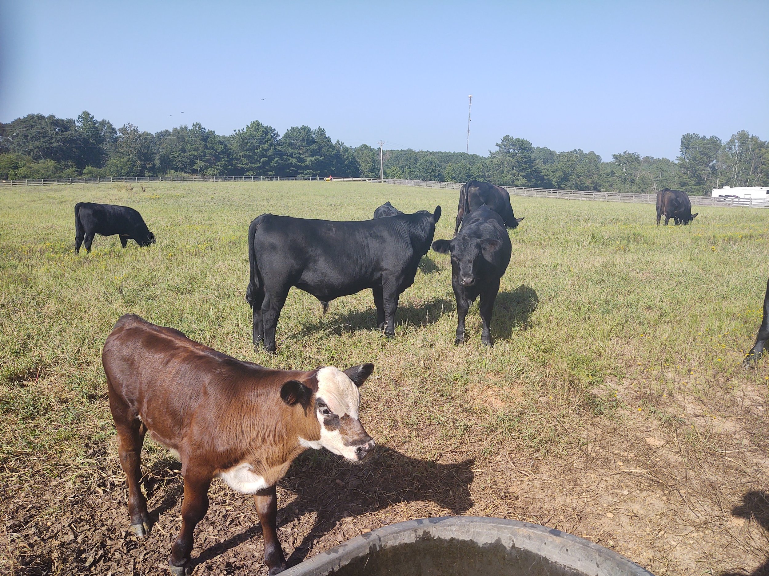 cattlelivestockauction.jpg