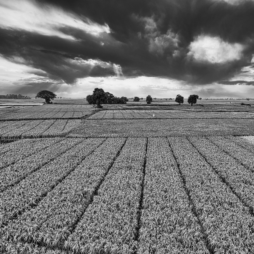 Innoterra-Crafting a Unified Brand Ecosystem for India’s Growing Agri-Food Platform