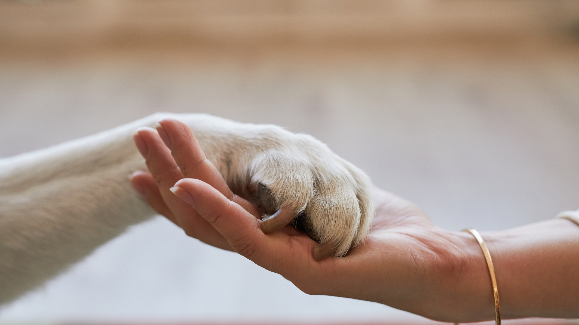 Proposal_Project Tails_16042025.png