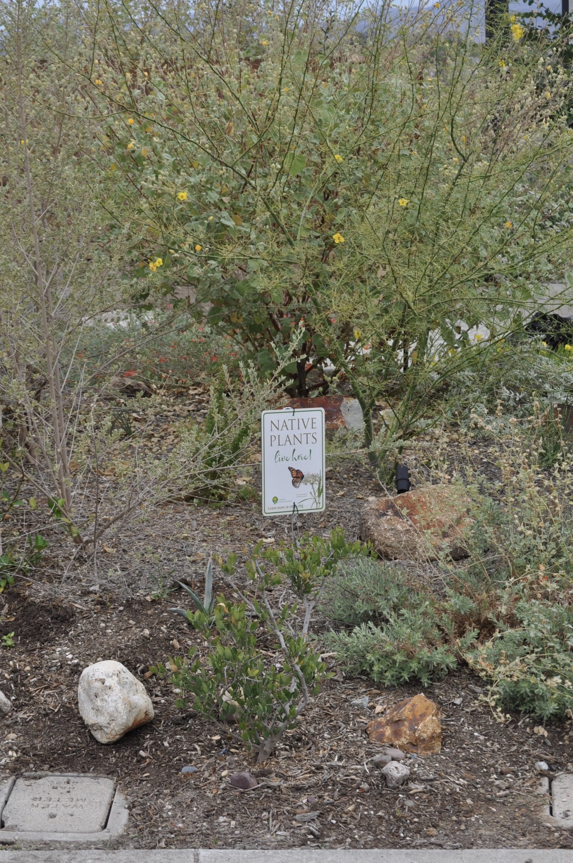 DSC_0027.jpeg
