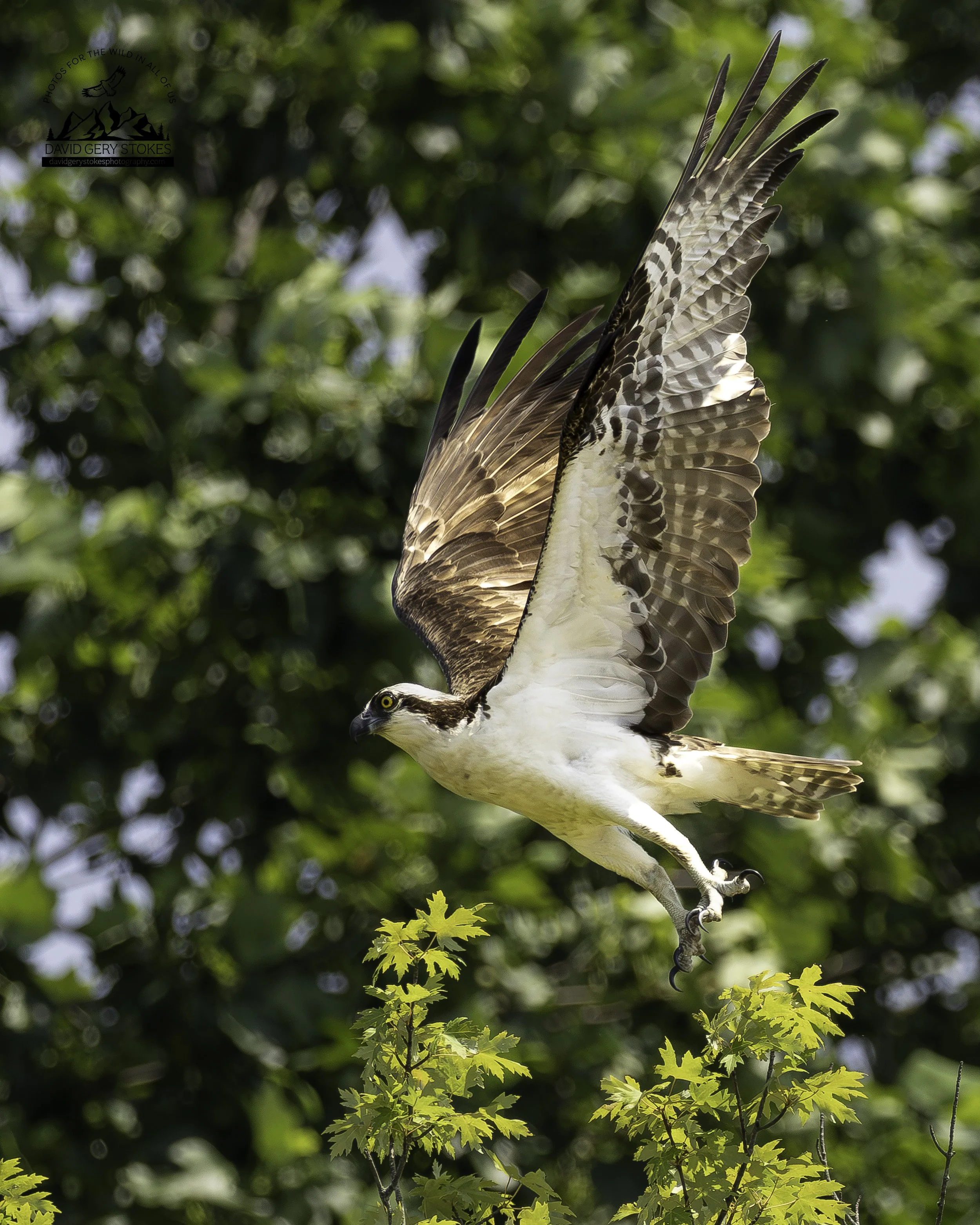 Osprey_TakeOff_LakeLux_070525_2234.jpg