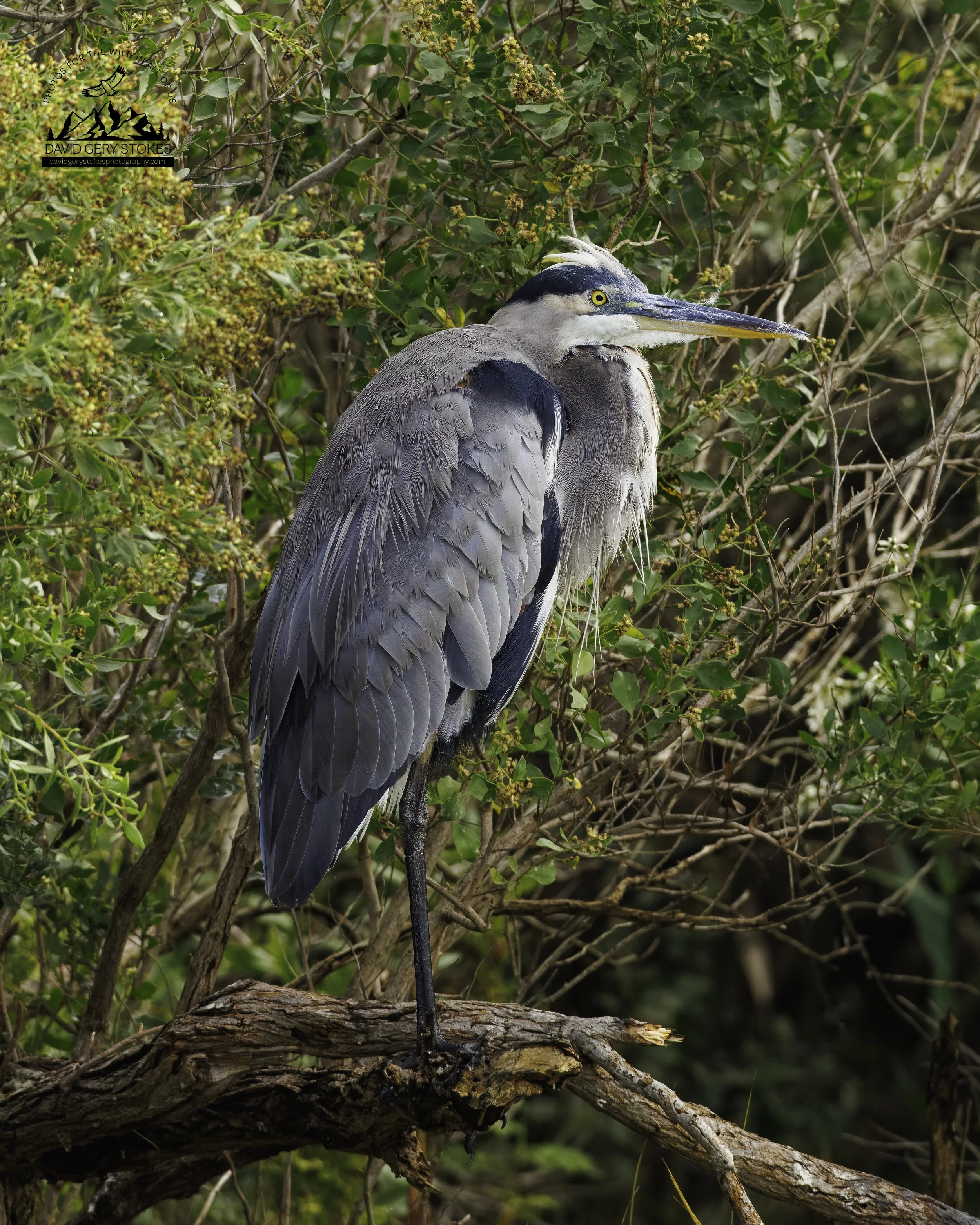 BHeron_OnBranch_EF_092825_7769.jpg