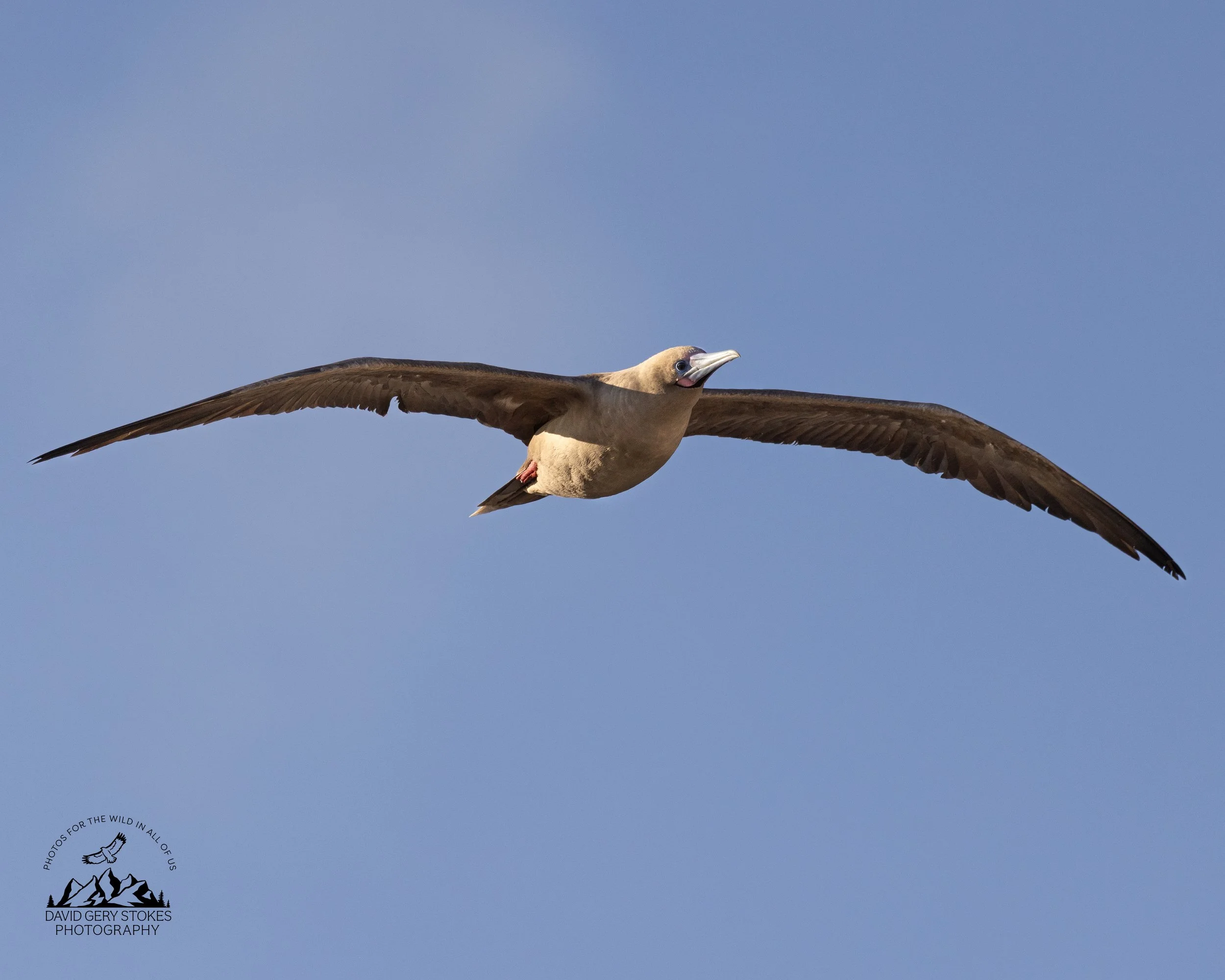 0077 Blue-footed Booby