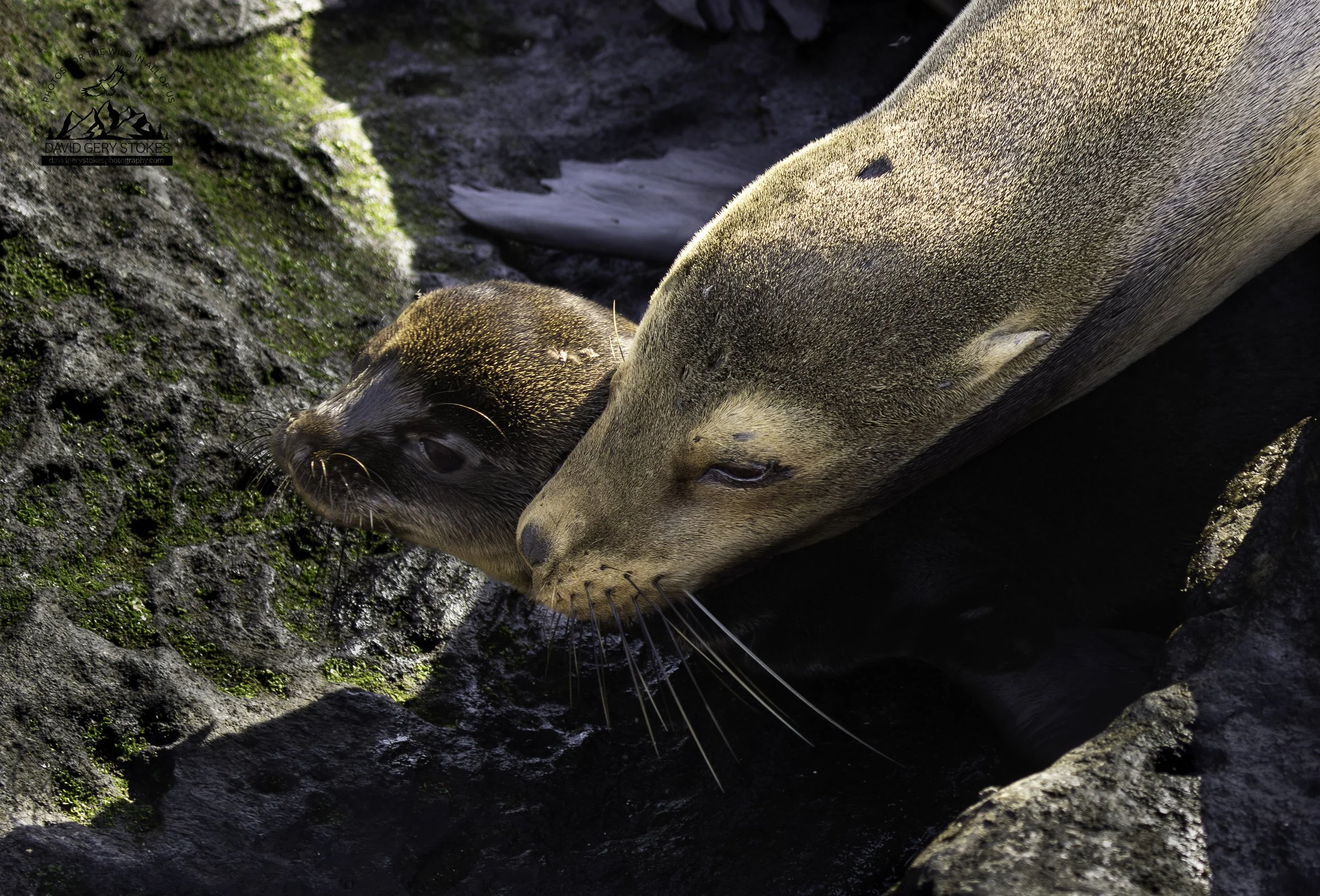6876 Sea Lion Mom & Pup