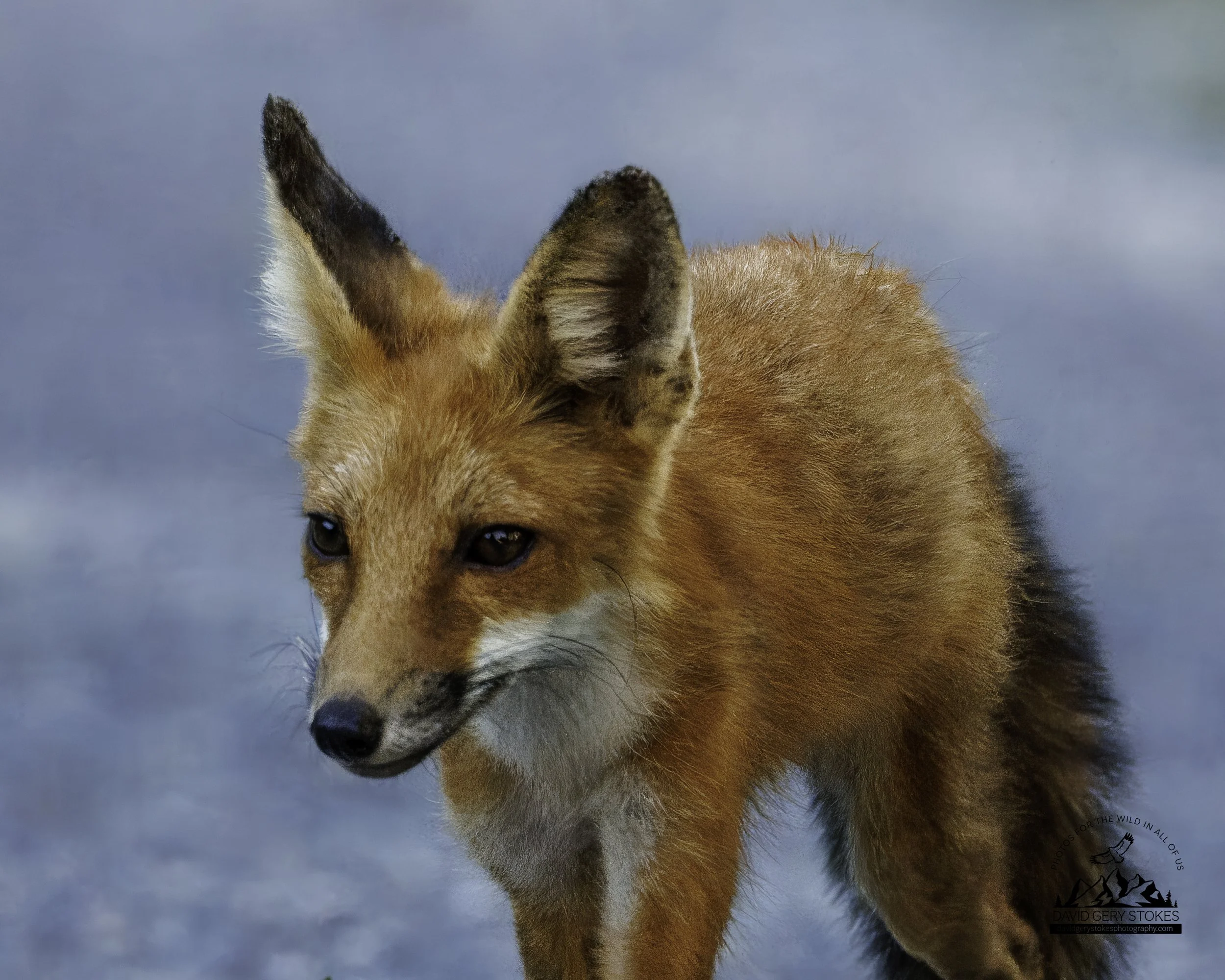 YoungFox_Close_BH_072425_7608.jpg