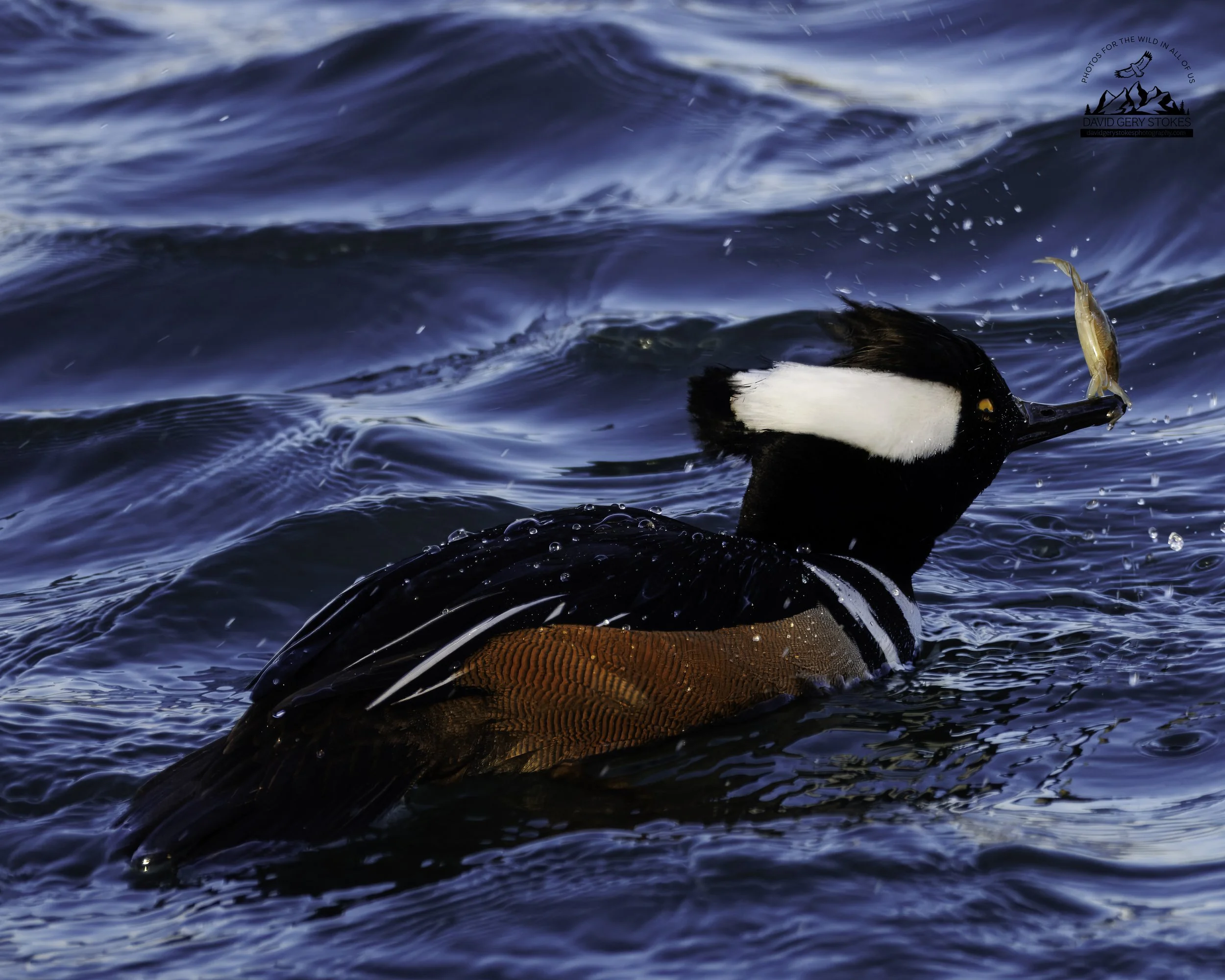 Hooded_Merganser_EF_021126_1171.jpg
