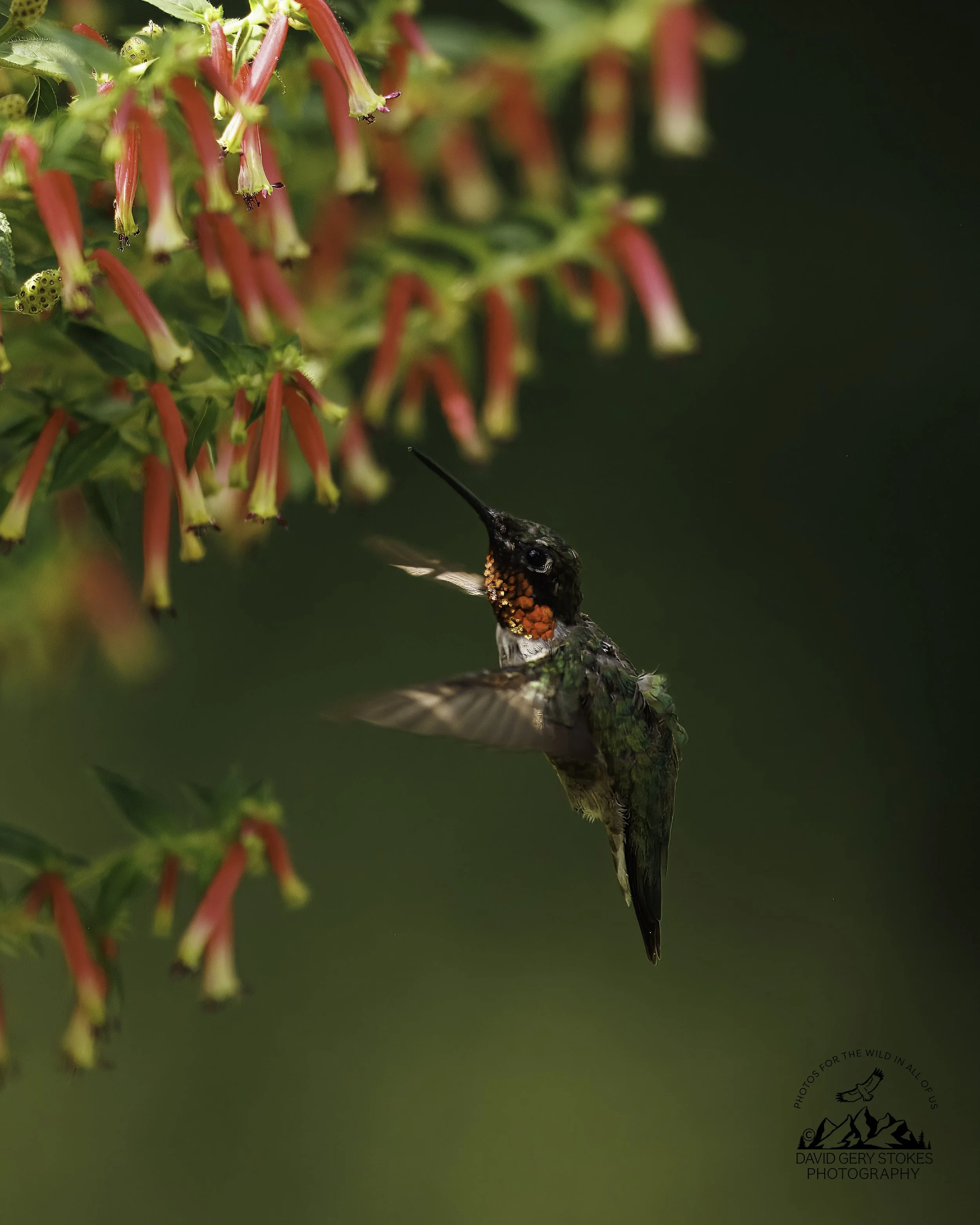 Hummingbird_BY_08192026_3217.jpg