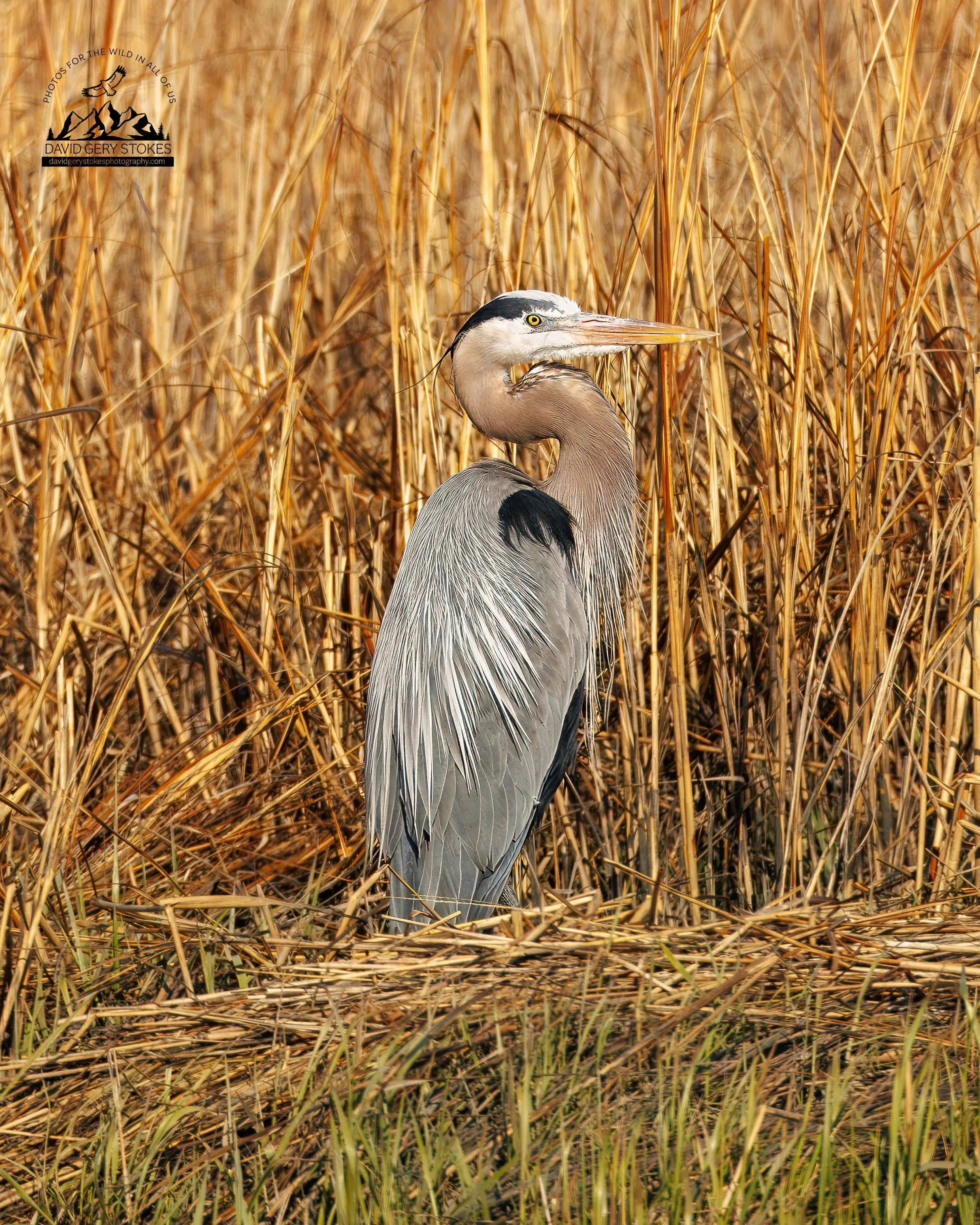 7019.  In the Reeds.  Great Blue Heron.  Bombay Hook Wildlife Refuge, DE.