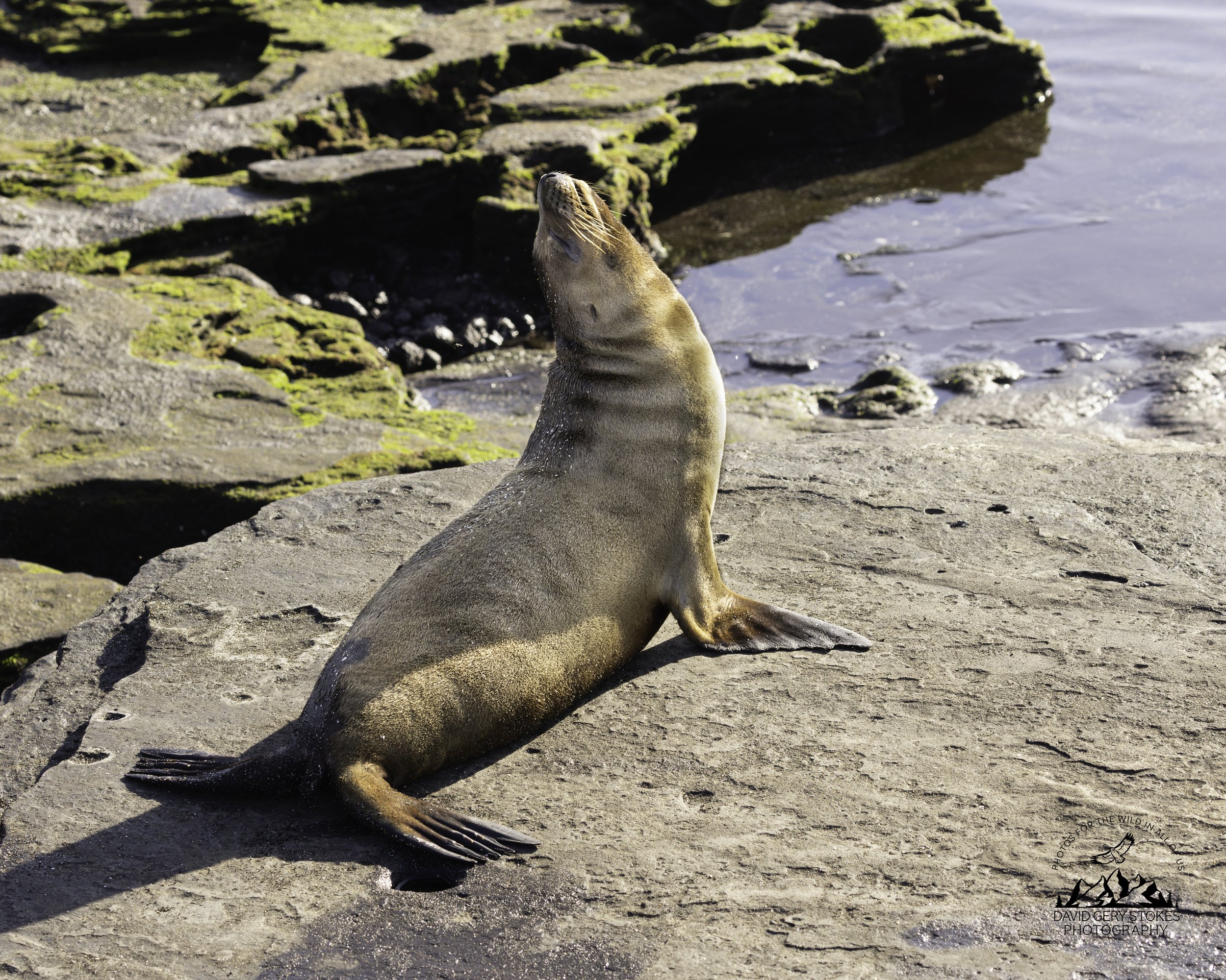 7148 Sea Lion Attitude