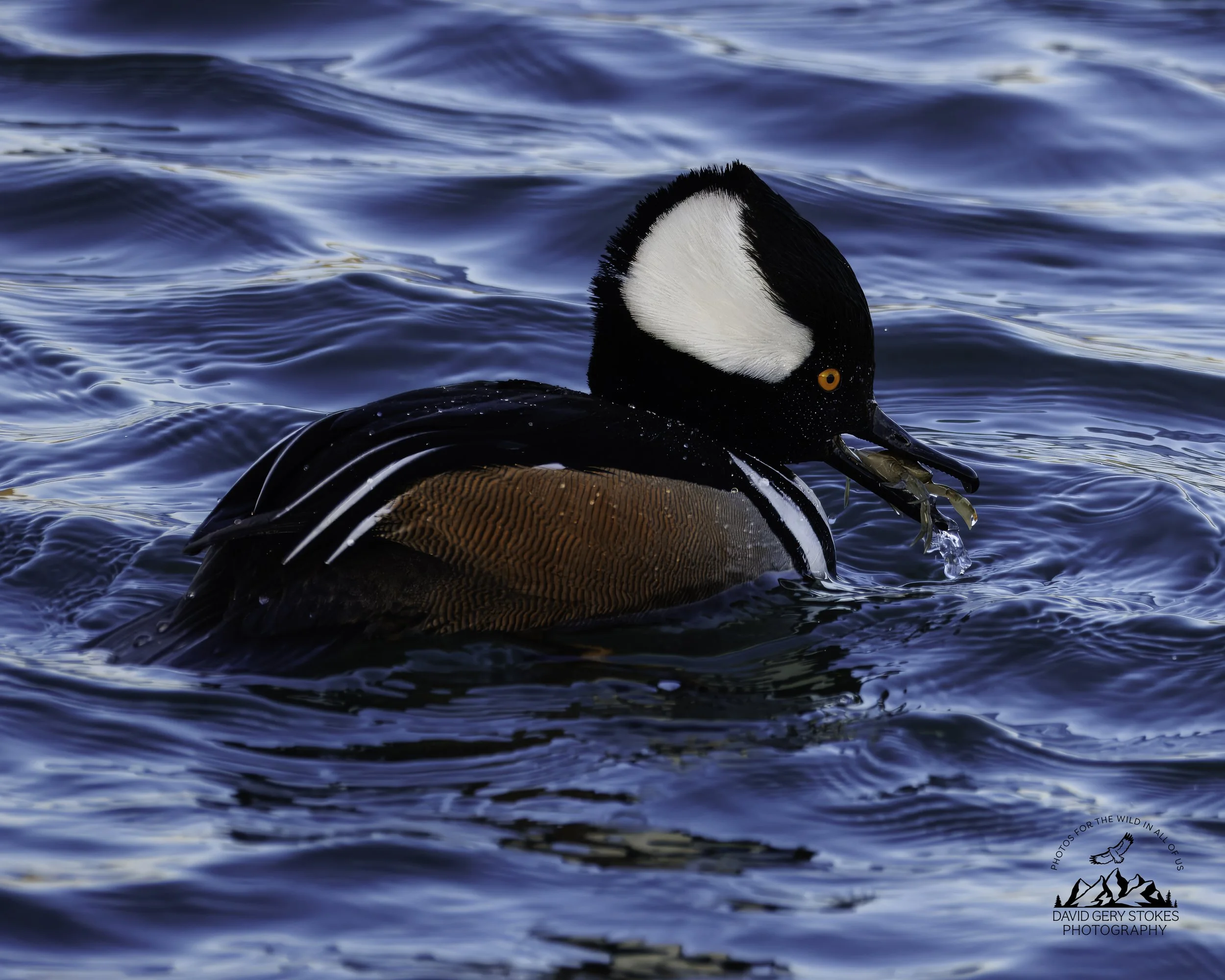 Hooded_Merganser_EF_021126_1130.jpg