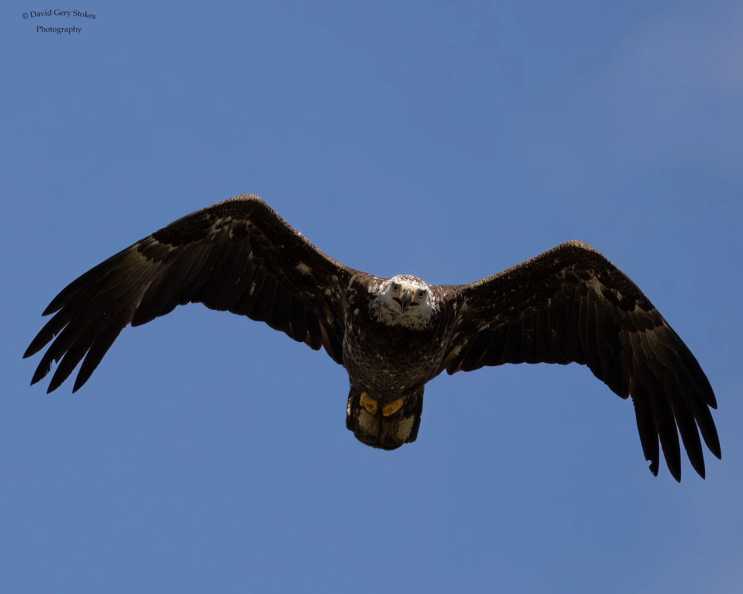 Flight_HeadOn_CWD_051124_WM_8986.jpg