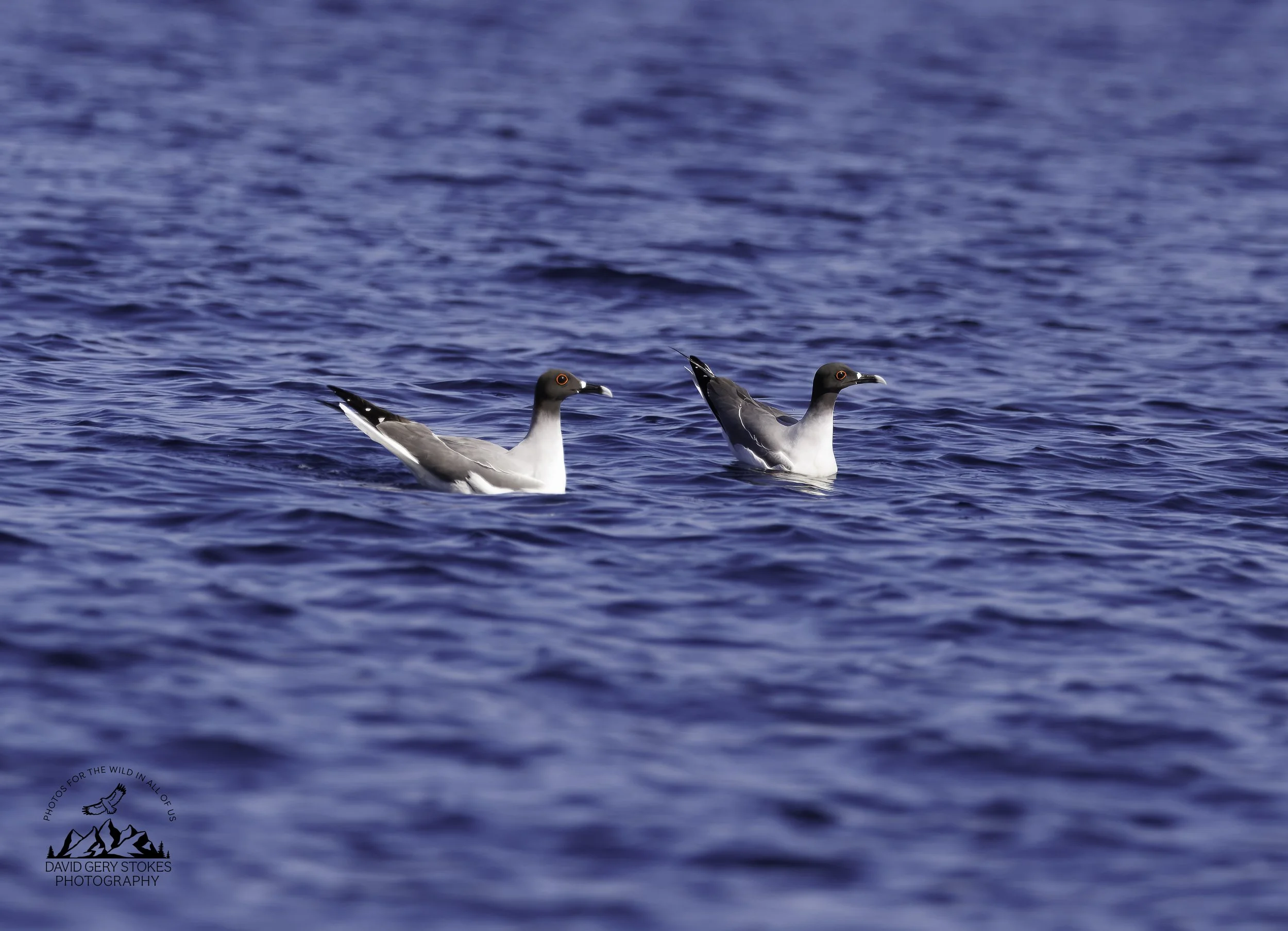 6106 Swallow-tailed Gulls