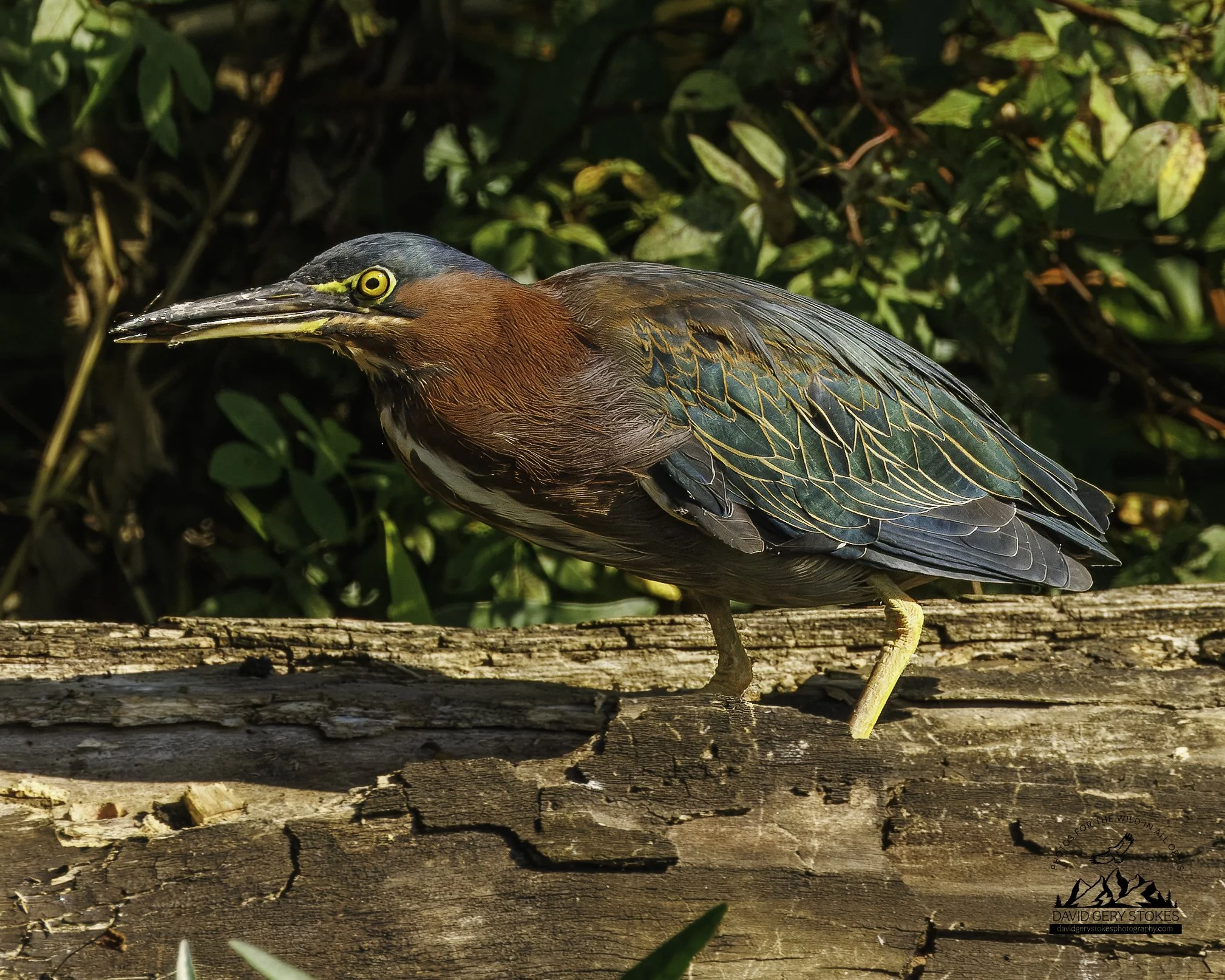 8937.  Bug snack.  Green Heron. Lake Carnegie, NJ.
