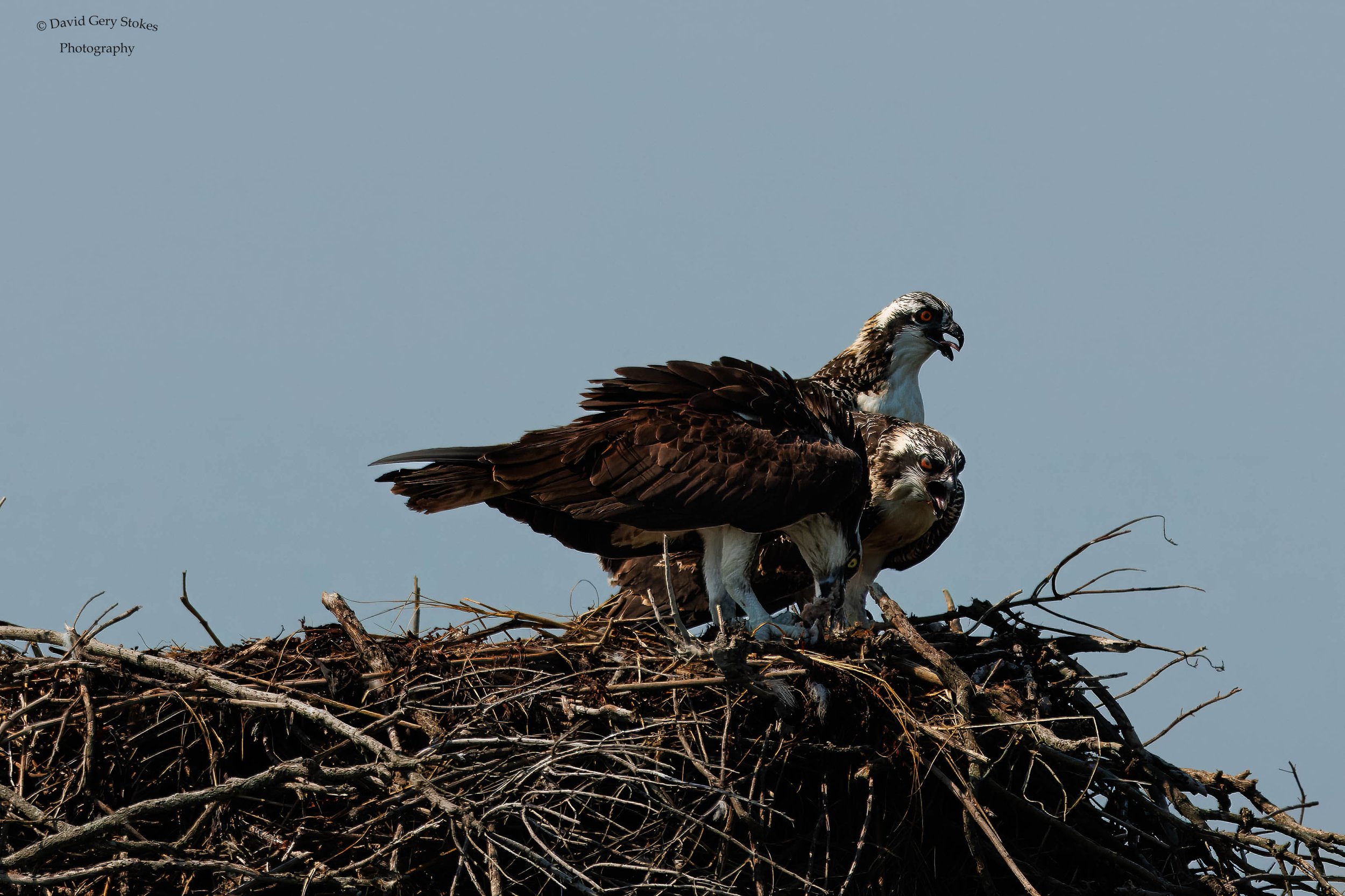 Osprey_Waiting_In_Line_071424_WM_5844.jpg