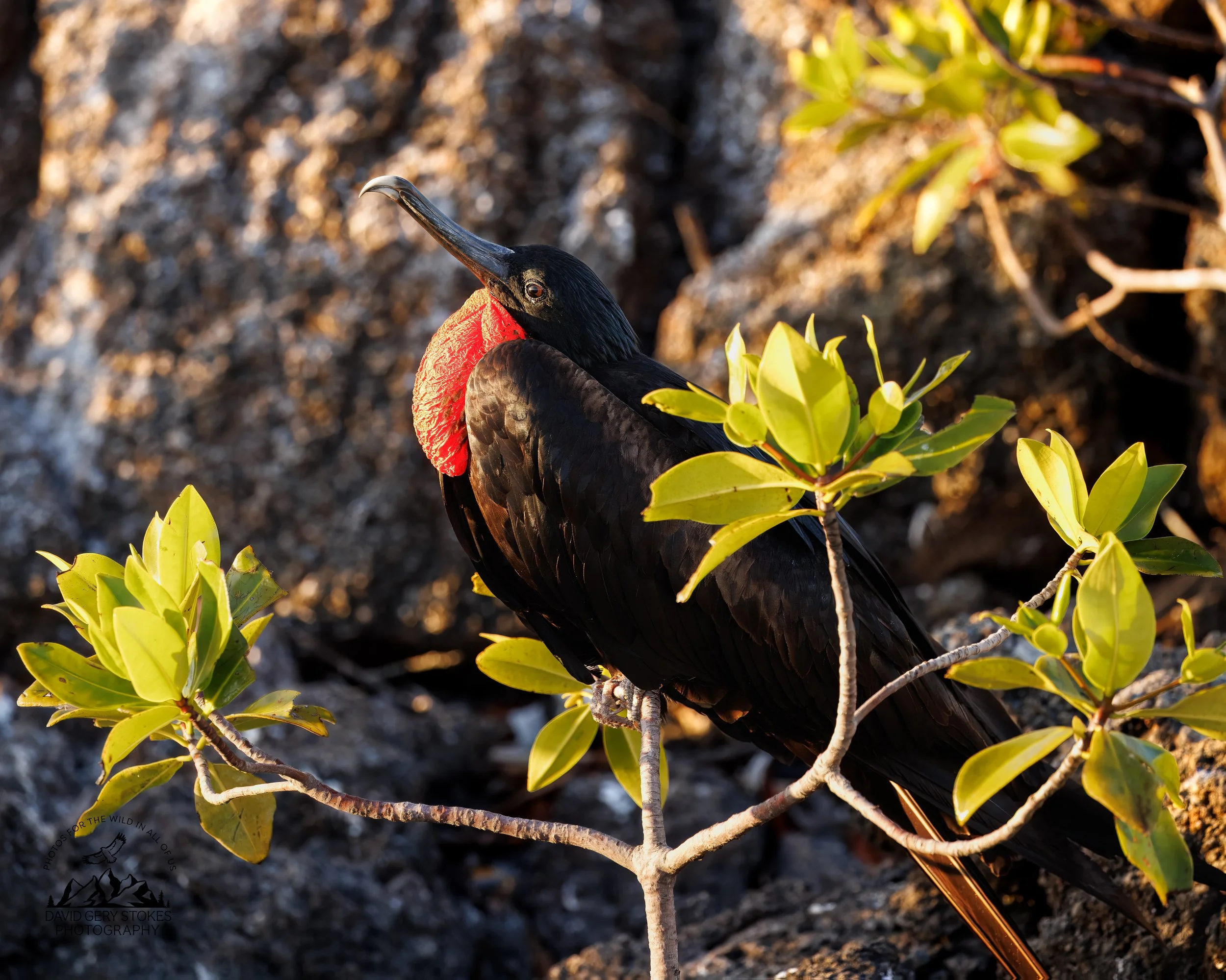 0534 Magnificent Frigatebird