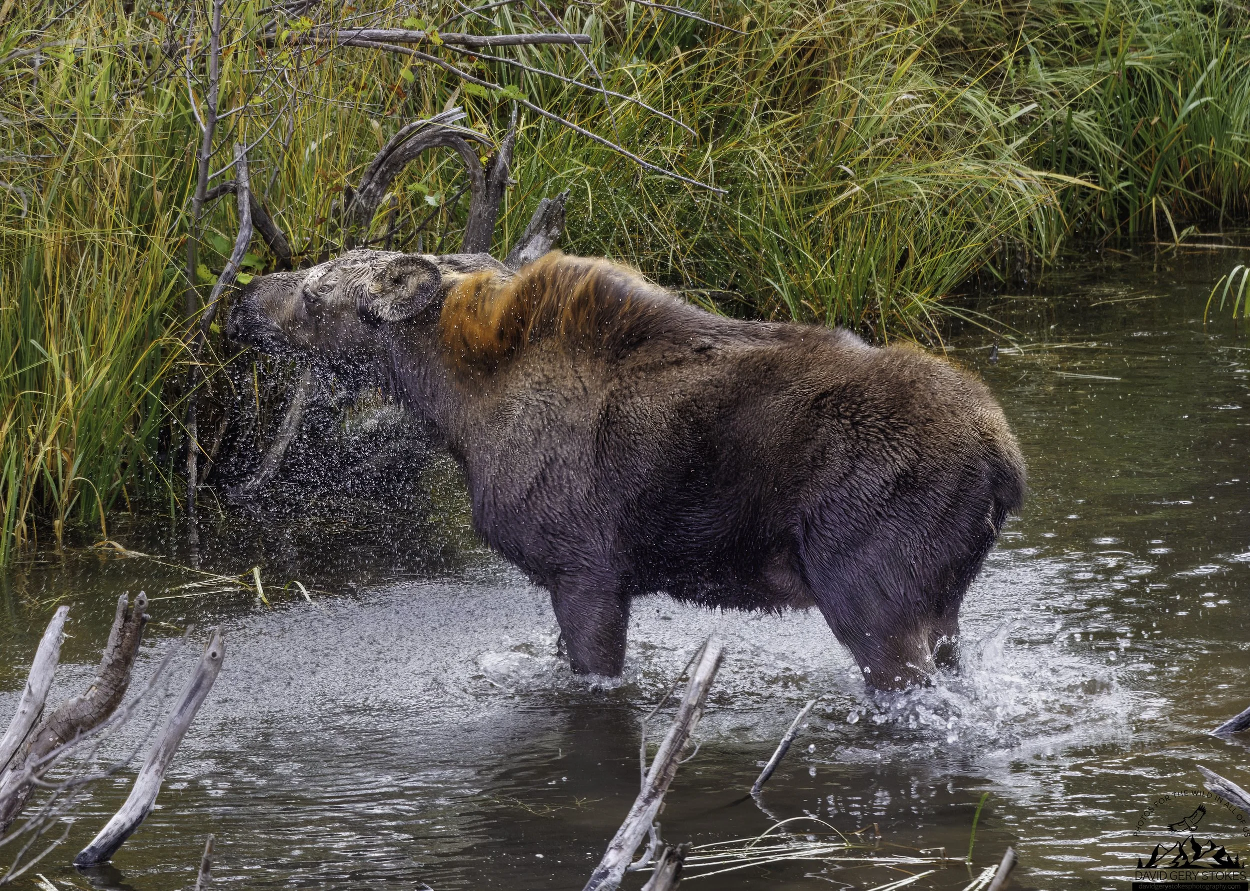 Baby_Moose_Water_Shake_YGT3_0364.jpg