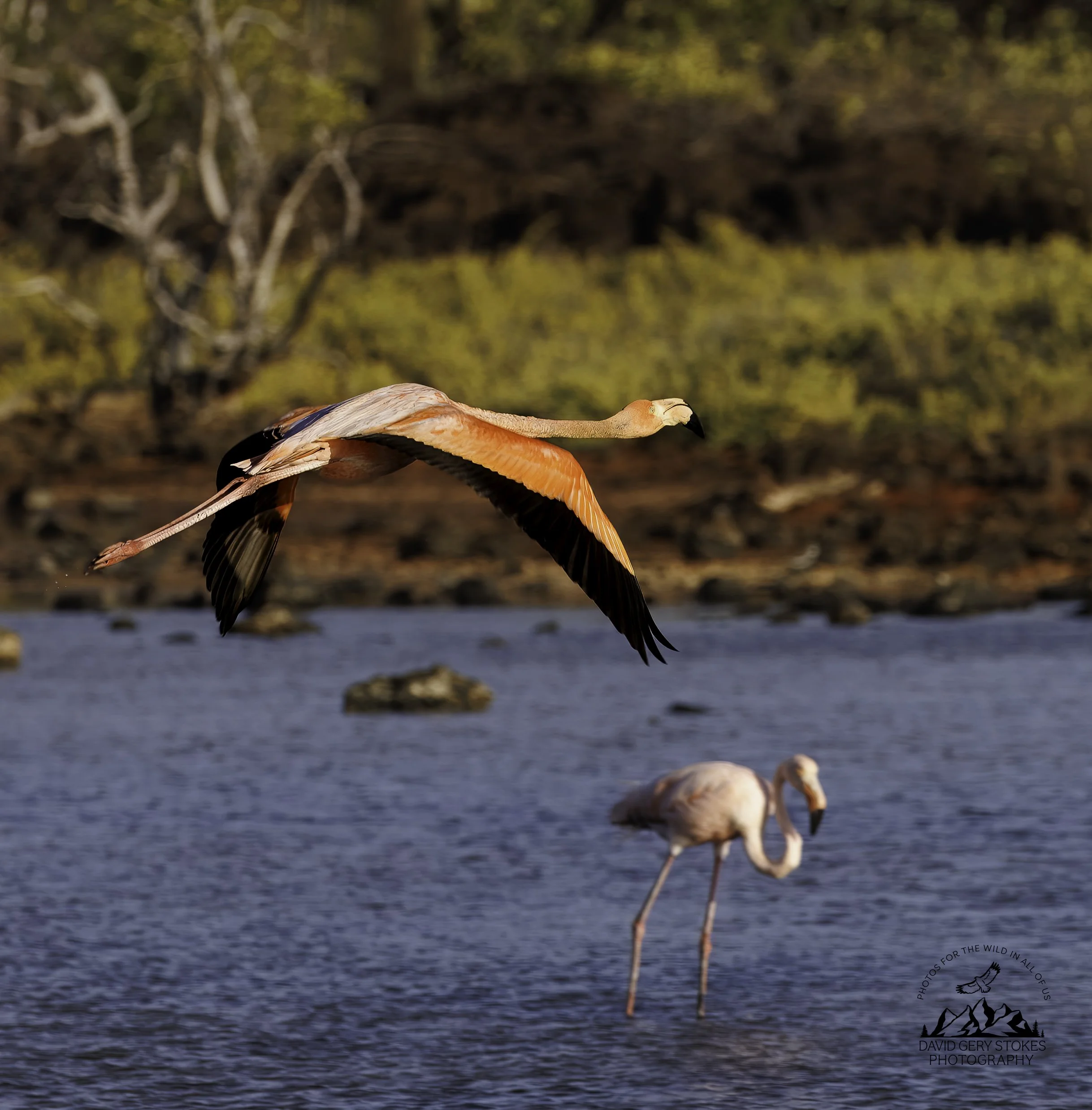 1478 Flamingo Flight