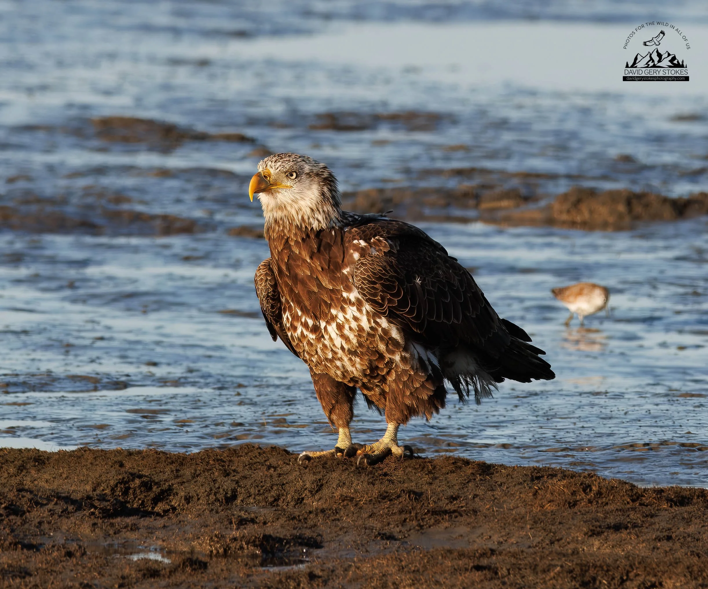 YAdult_Eagle_Perch_CU_BH_041725_7595.jpg