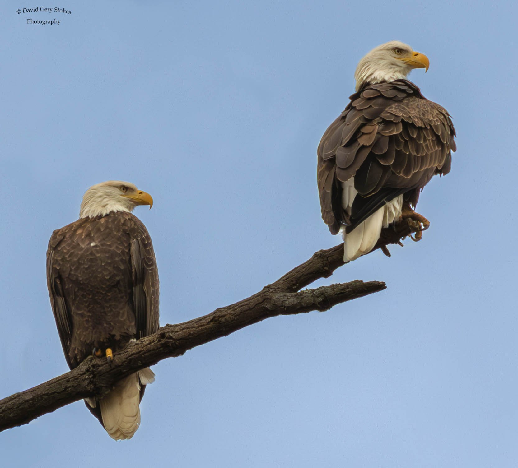Two_Eagles_Branch_CWD_102923_WM_5736.jpg