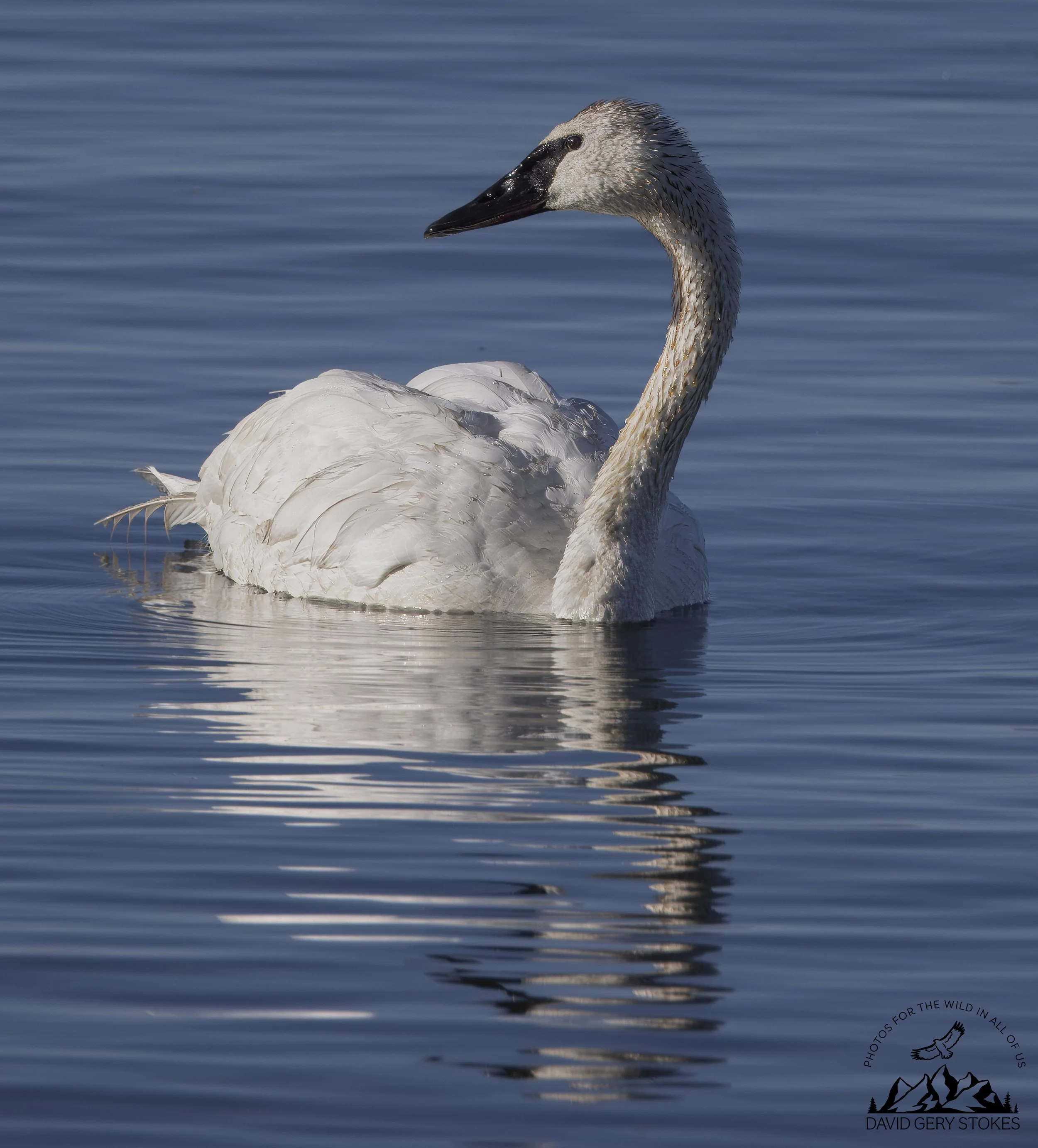Swan2_WM_YGT6_1740.jpg