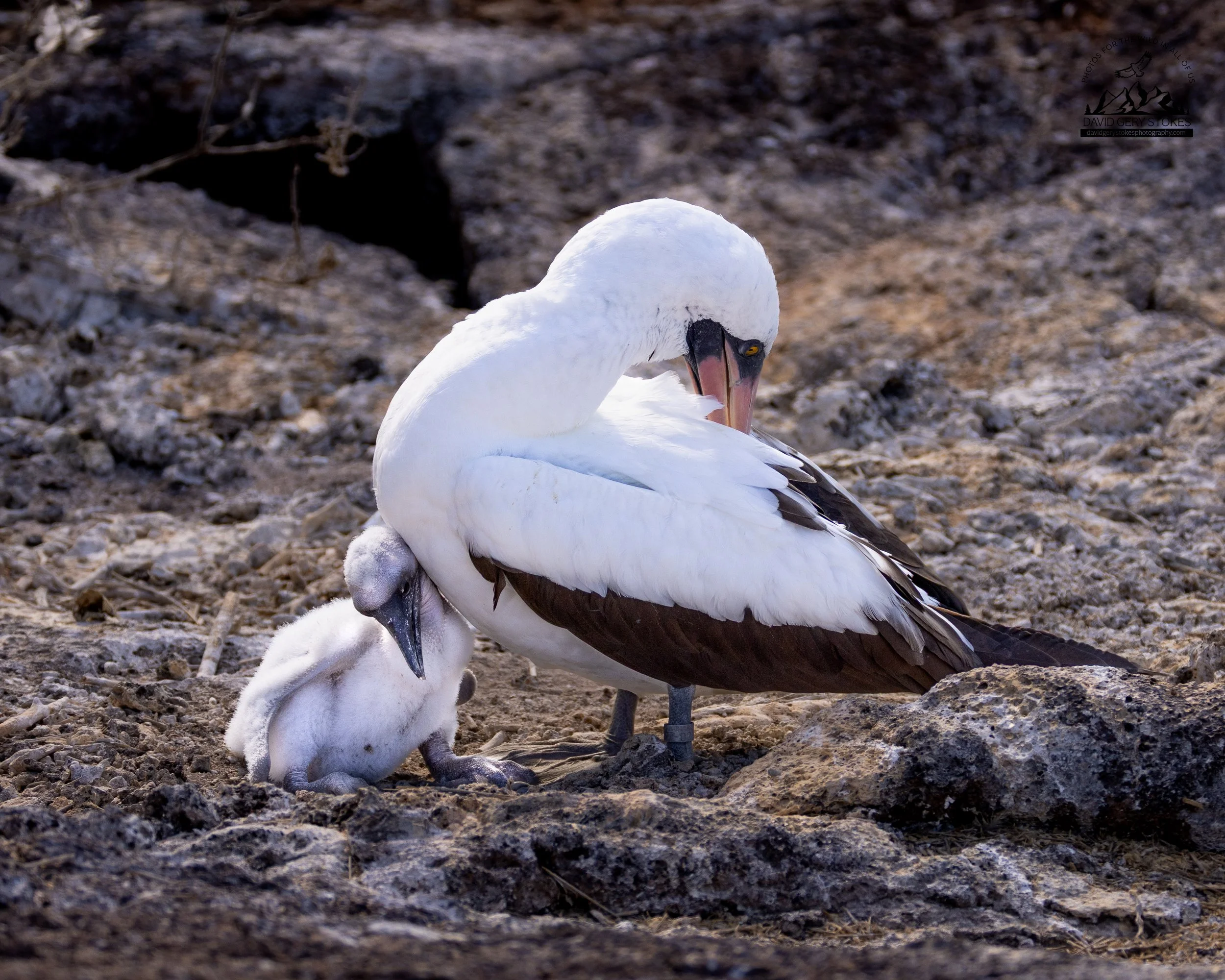 9330 Nazca Booby Mom & Chick