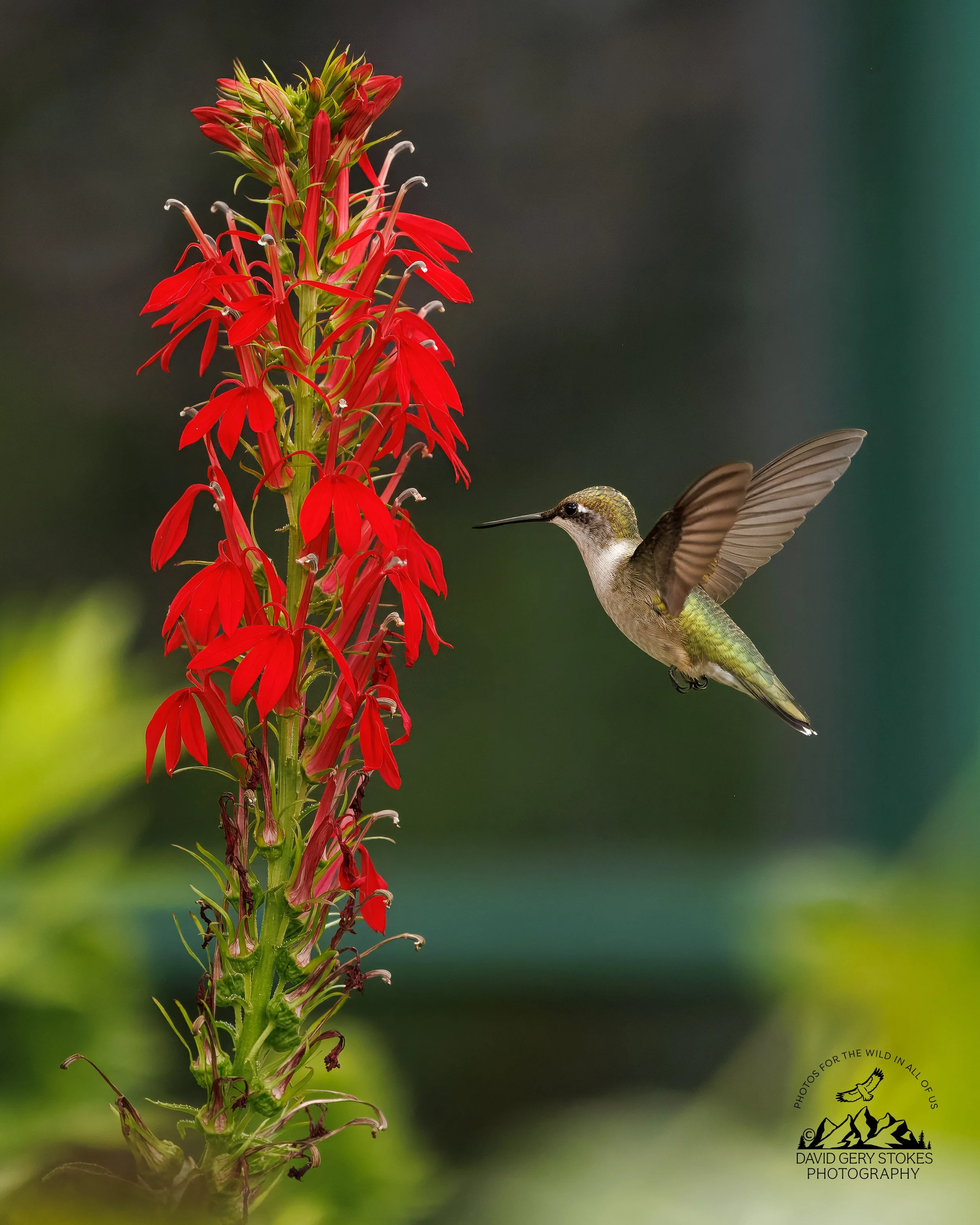 HBird_MCreek_080826_1981.jpg