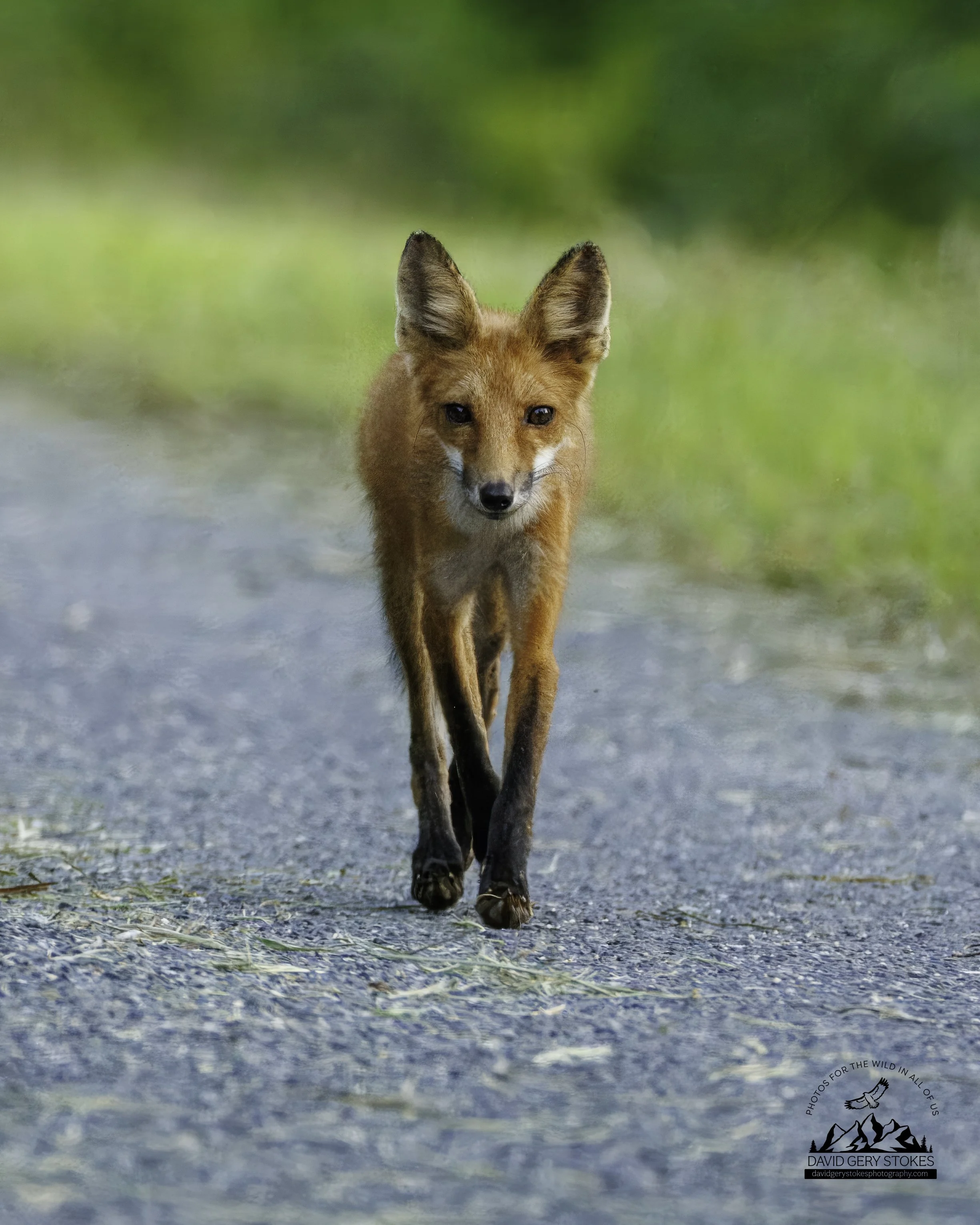 YoungFox_BH_072425_7585.jpg