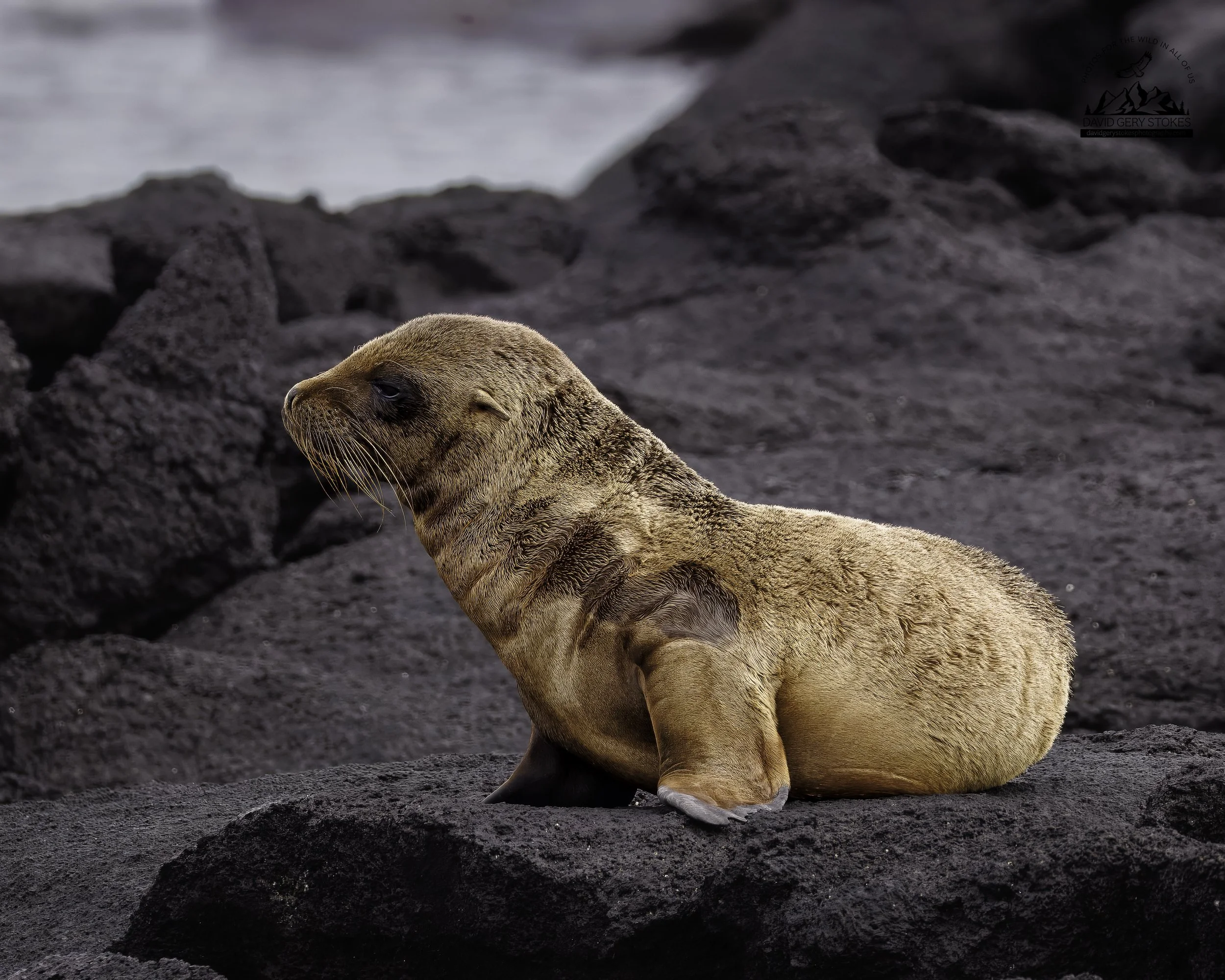 2093 Sea Lion Pup