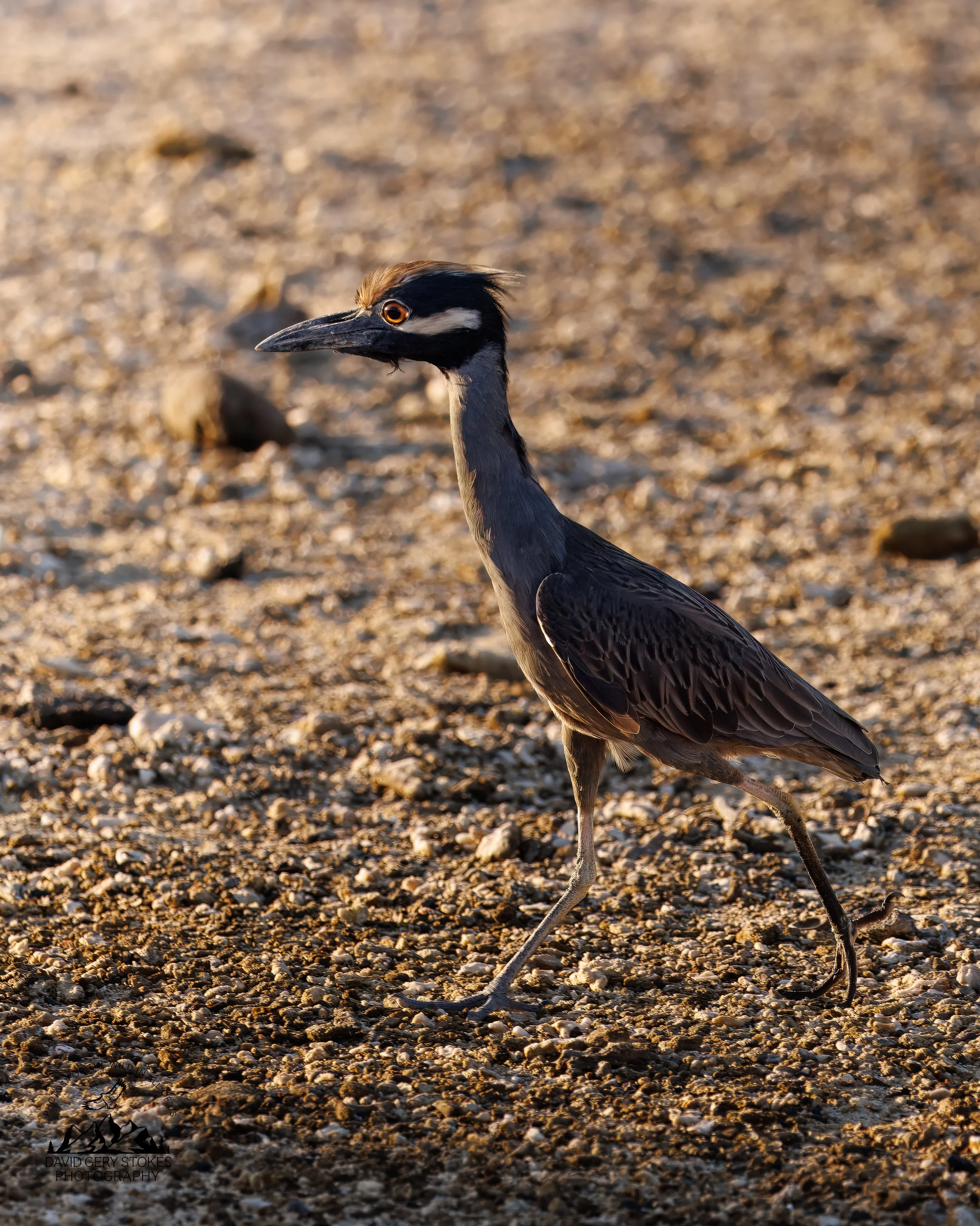 0203 Yellow-crowned Night Heron