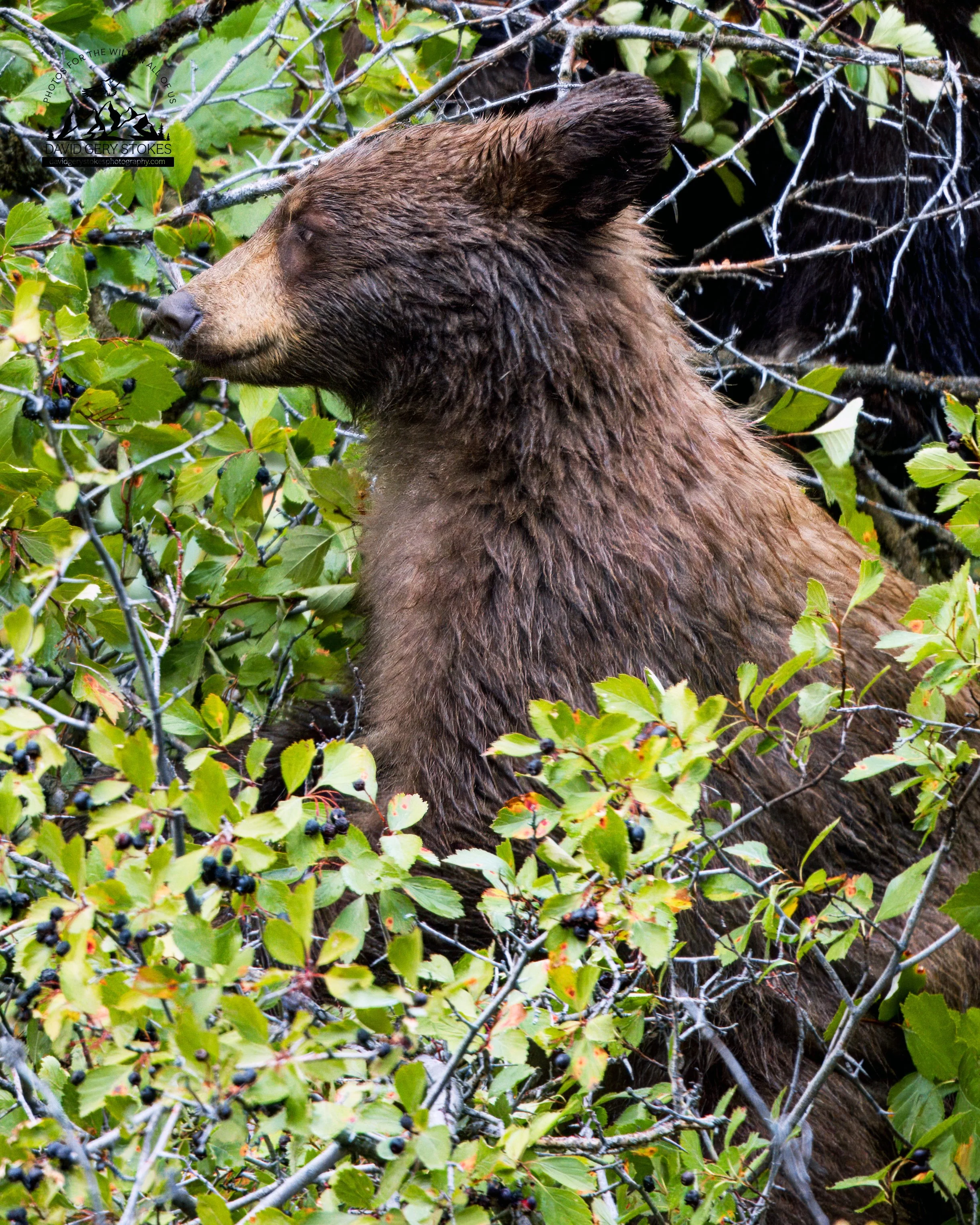 Baby_Berry_Bear_YGT3_092222_0518.jpg