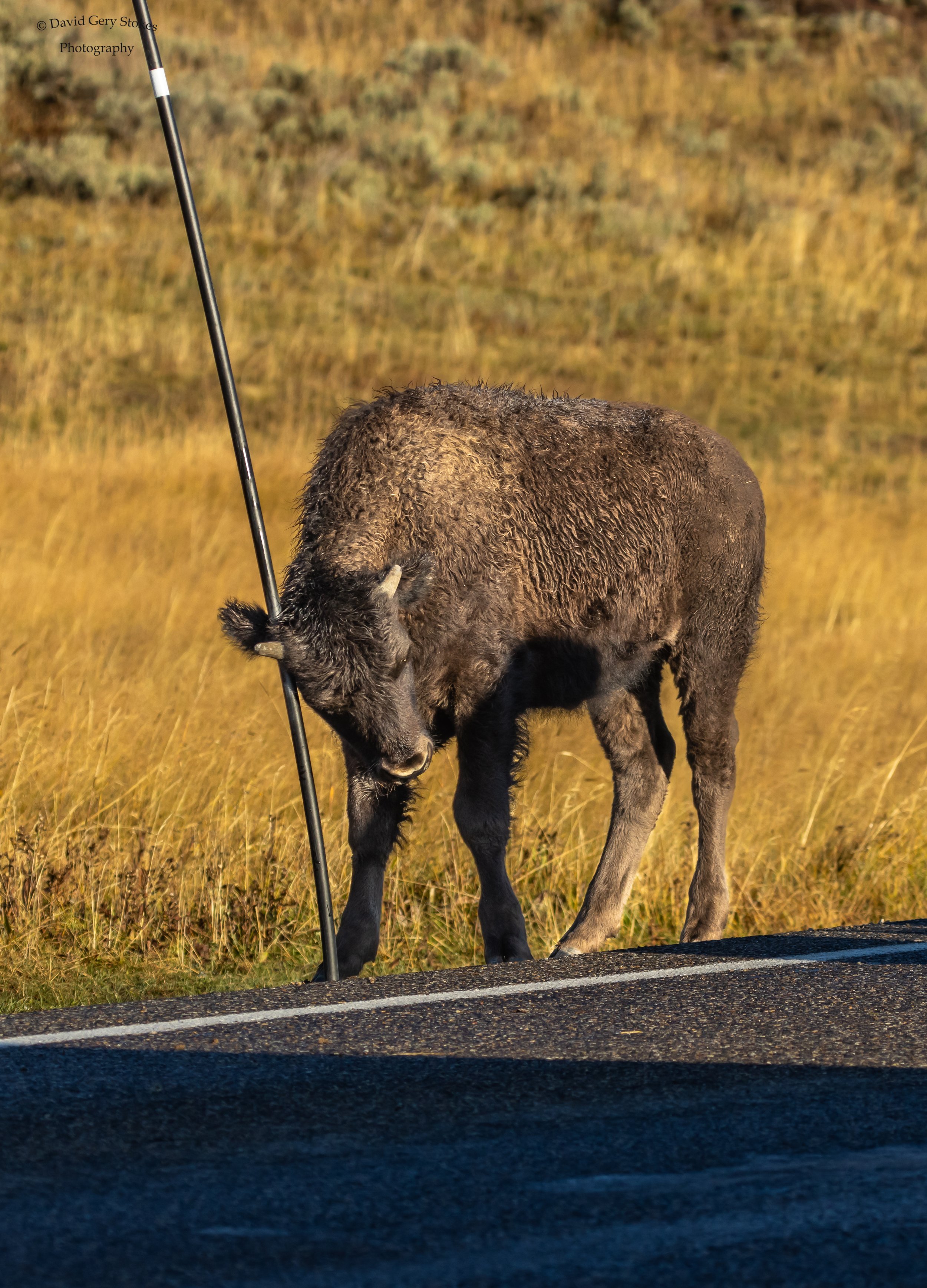 Baby_Buff_Pole_YGT3_WM_092222_0871.jpg