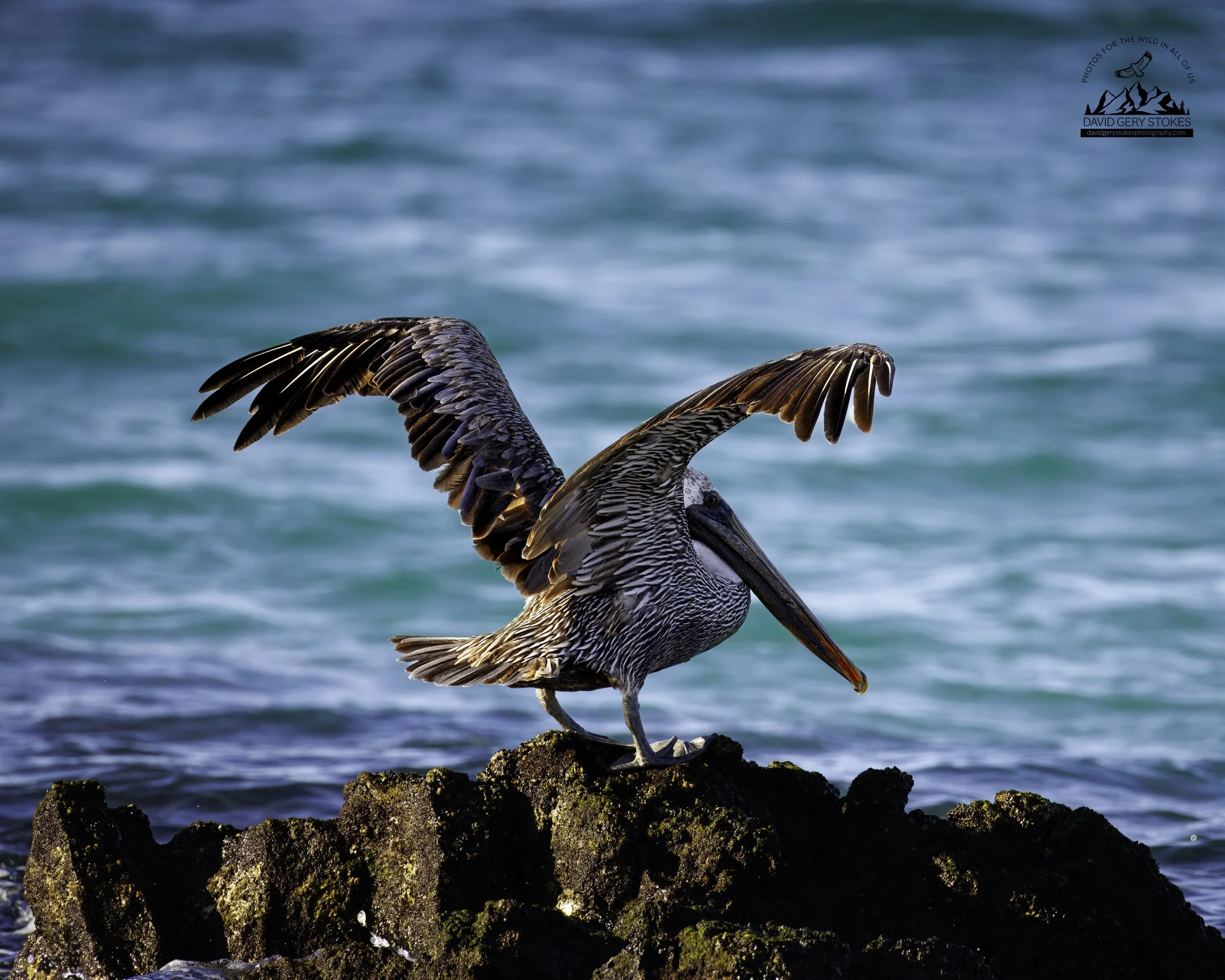 4587 Brown Pelican
