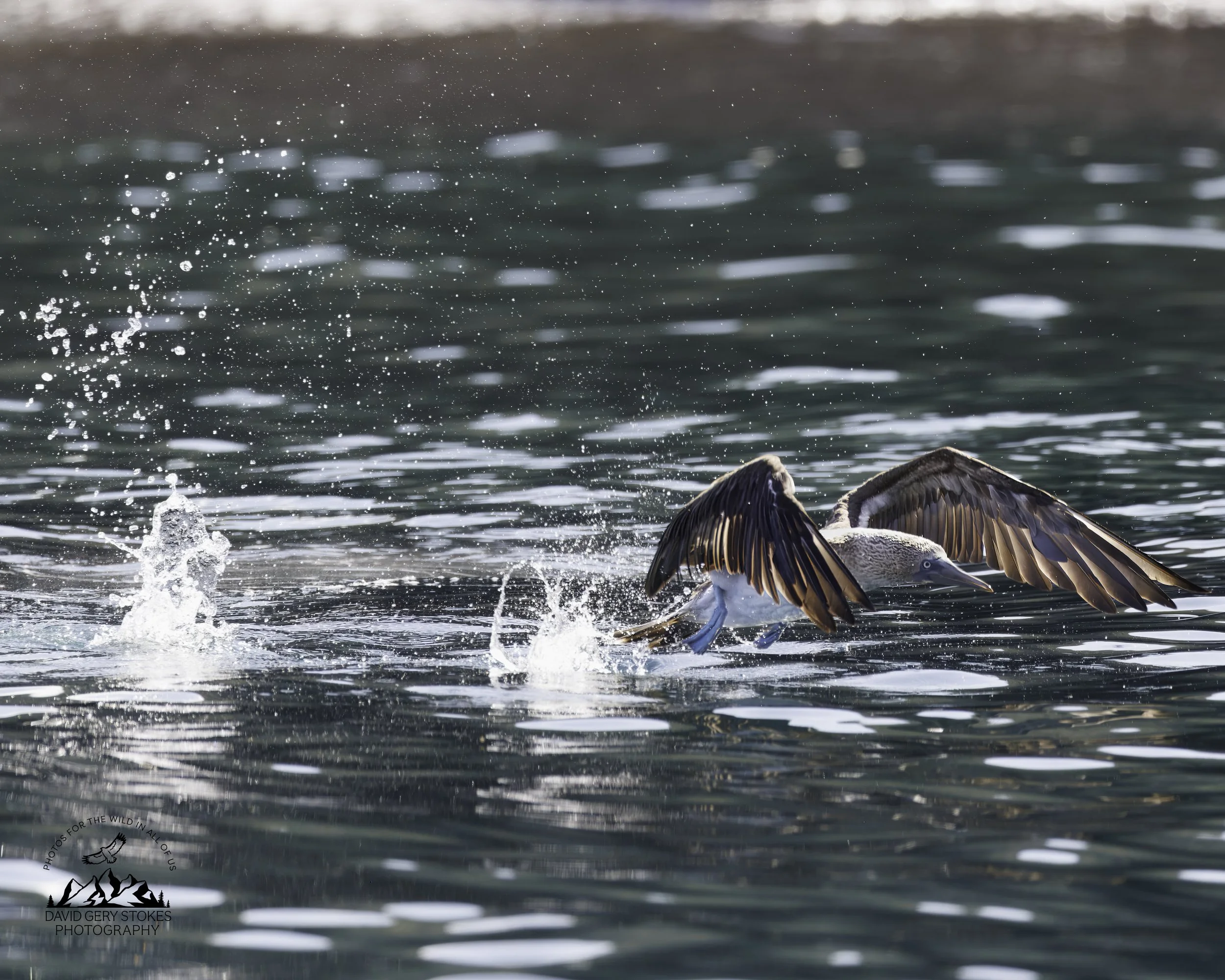 5631 Blue Footed Booby Takeoff