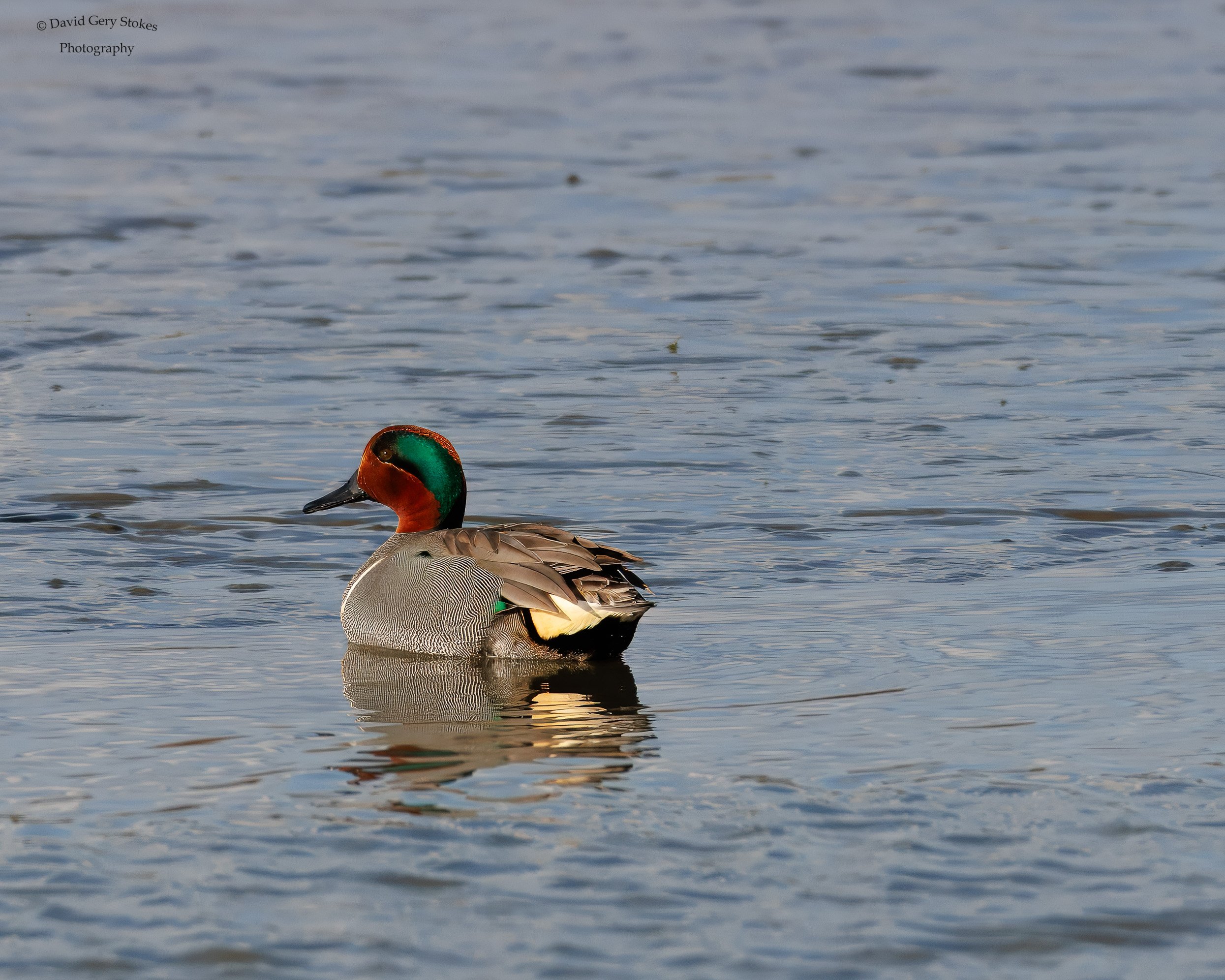 Green_Winged_Teal_EF_03092025_WM_9812.jpg