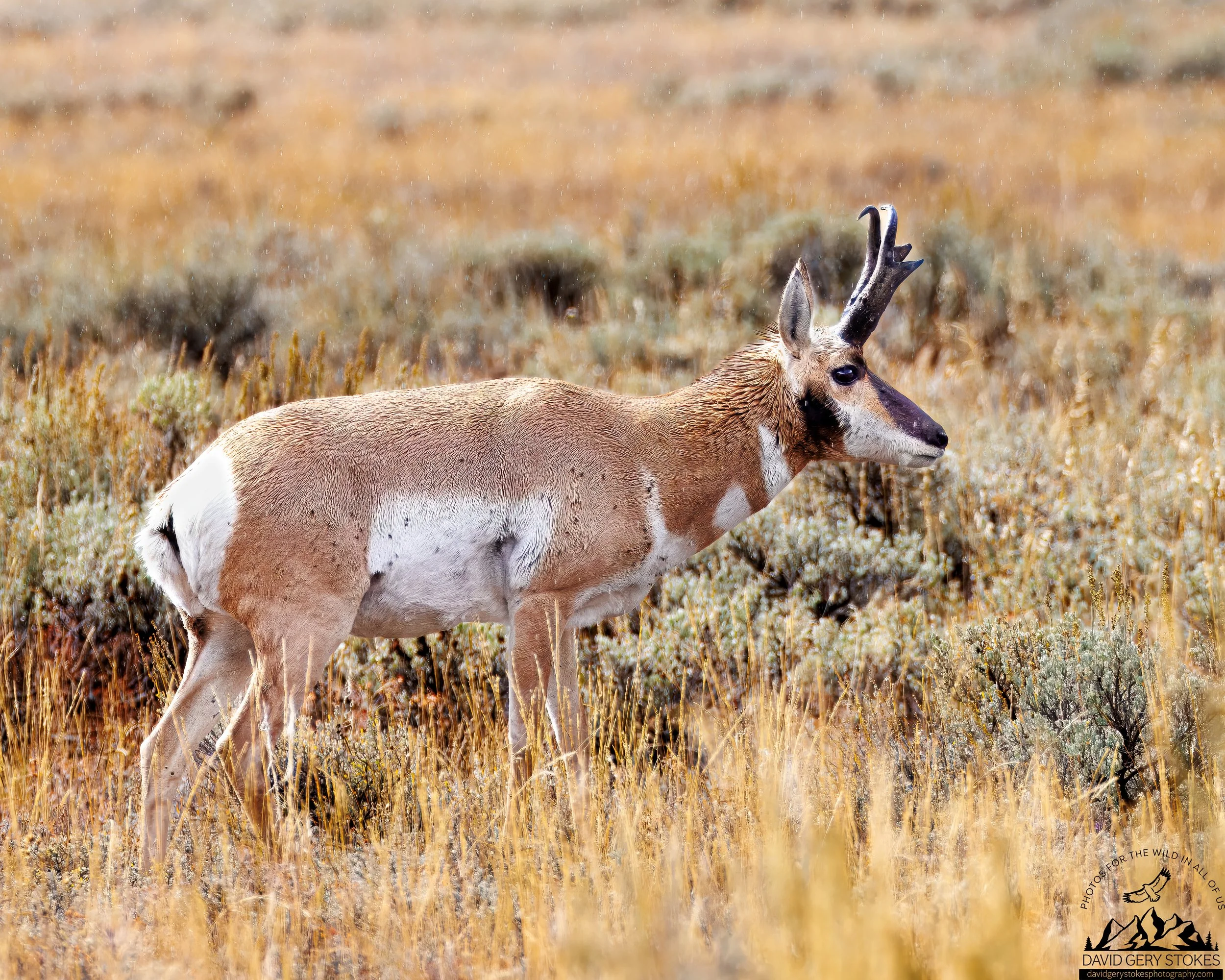 Antelope_YGT3_0336.jpg