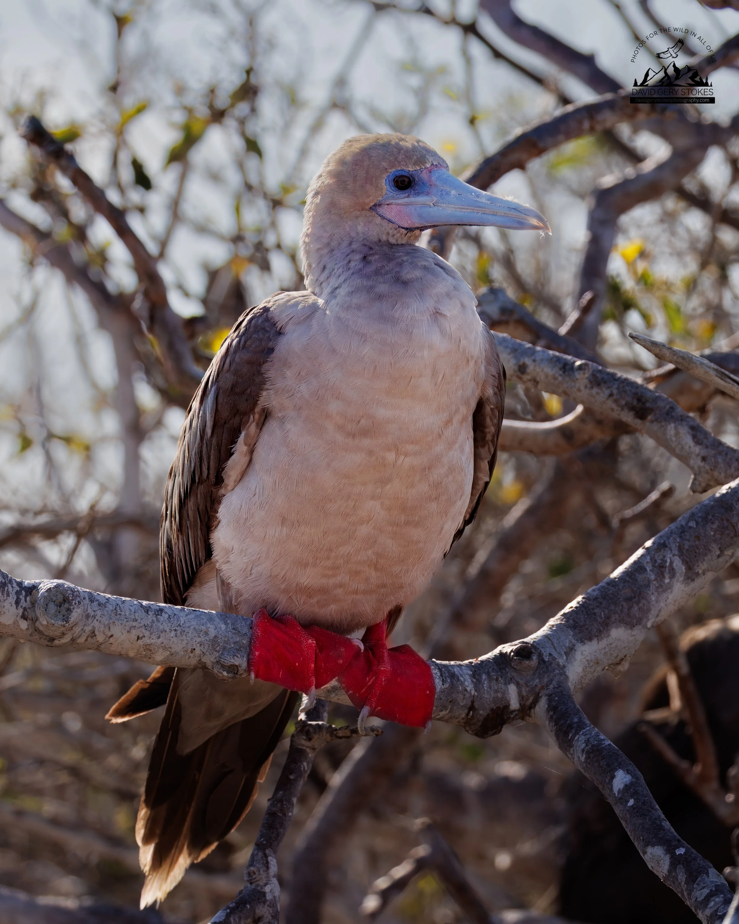 8598 Red-footed Booby