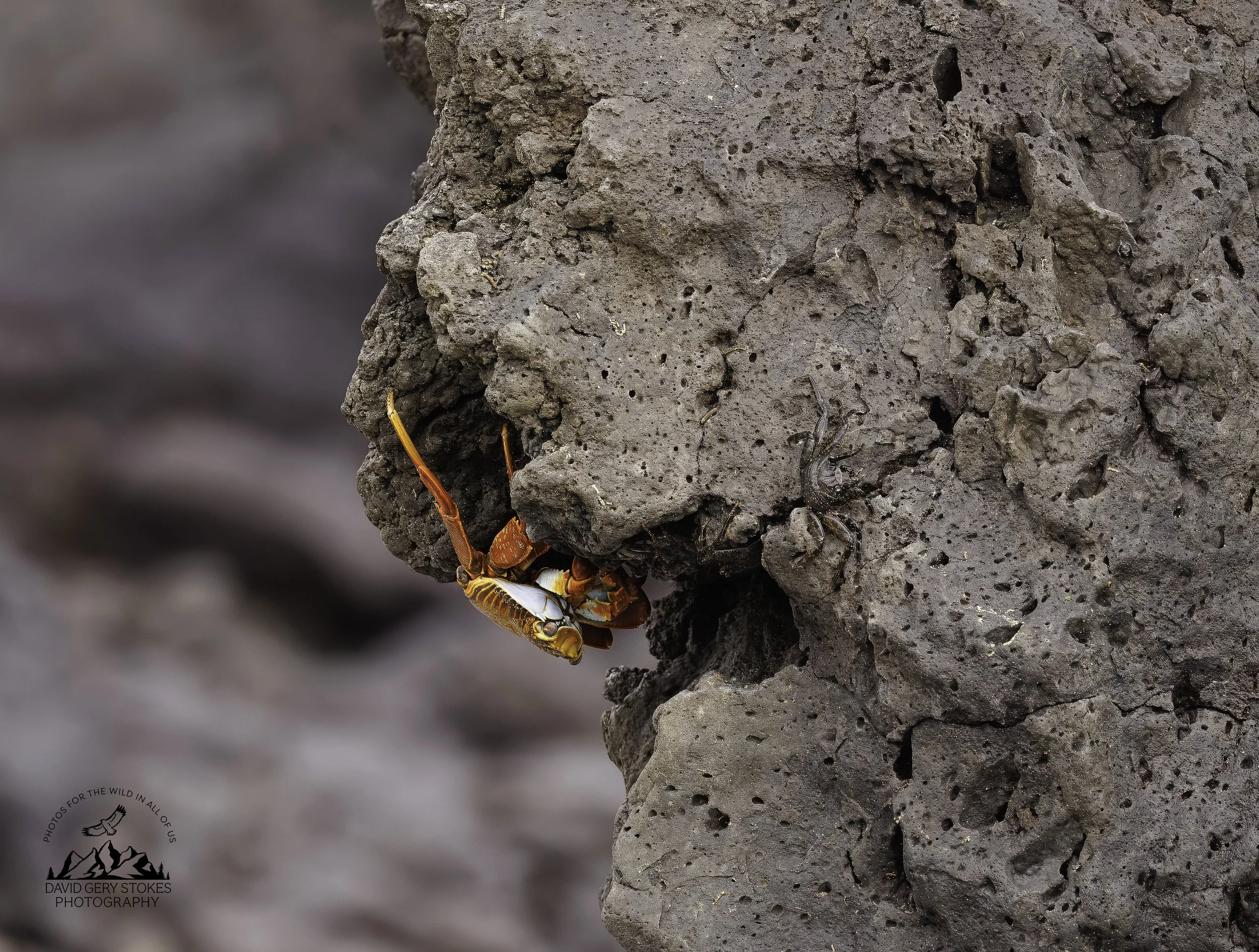 3741 Sally Lightfoot Crab