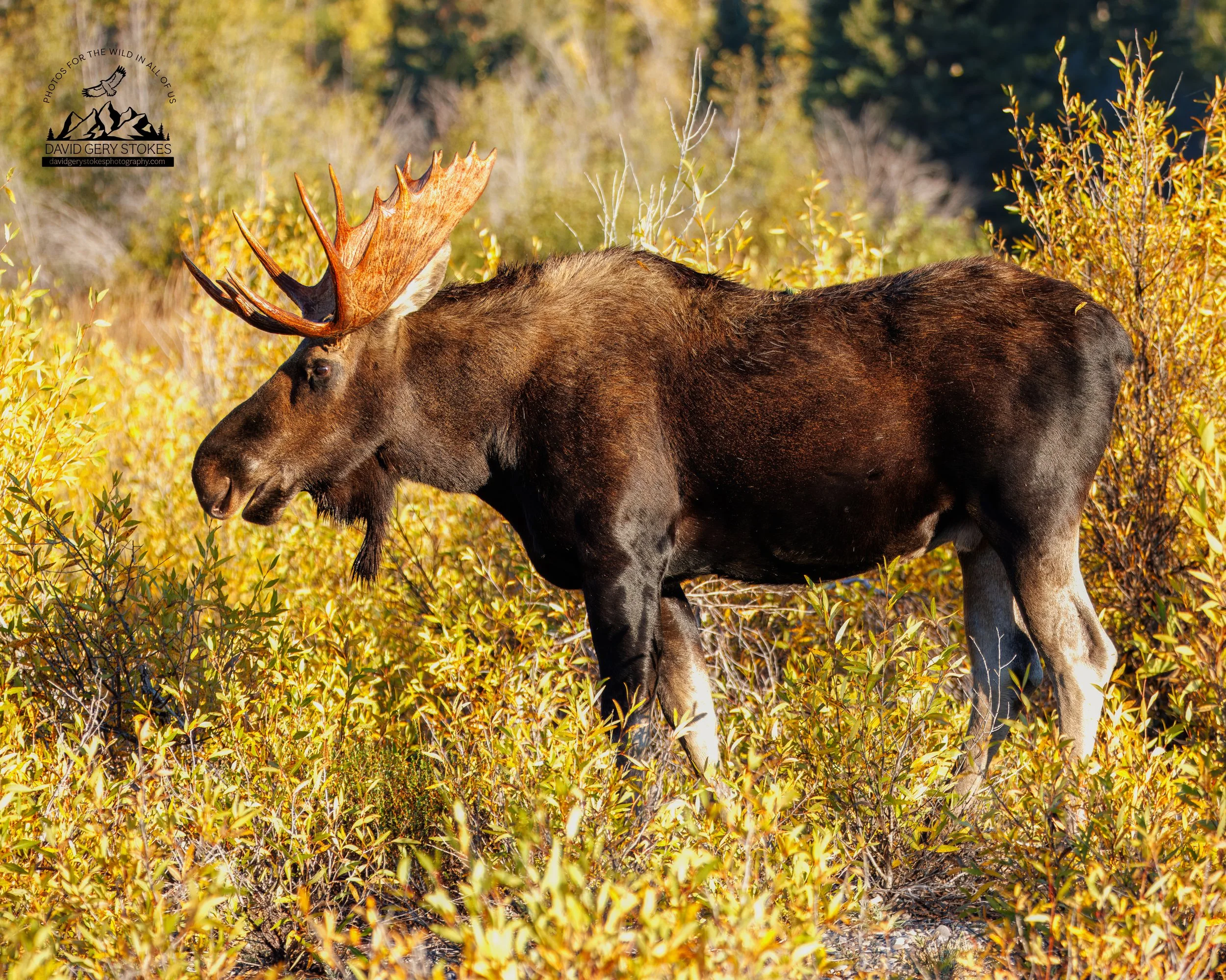 Moose_Sunlight_WM_YGT1_9661.jpg