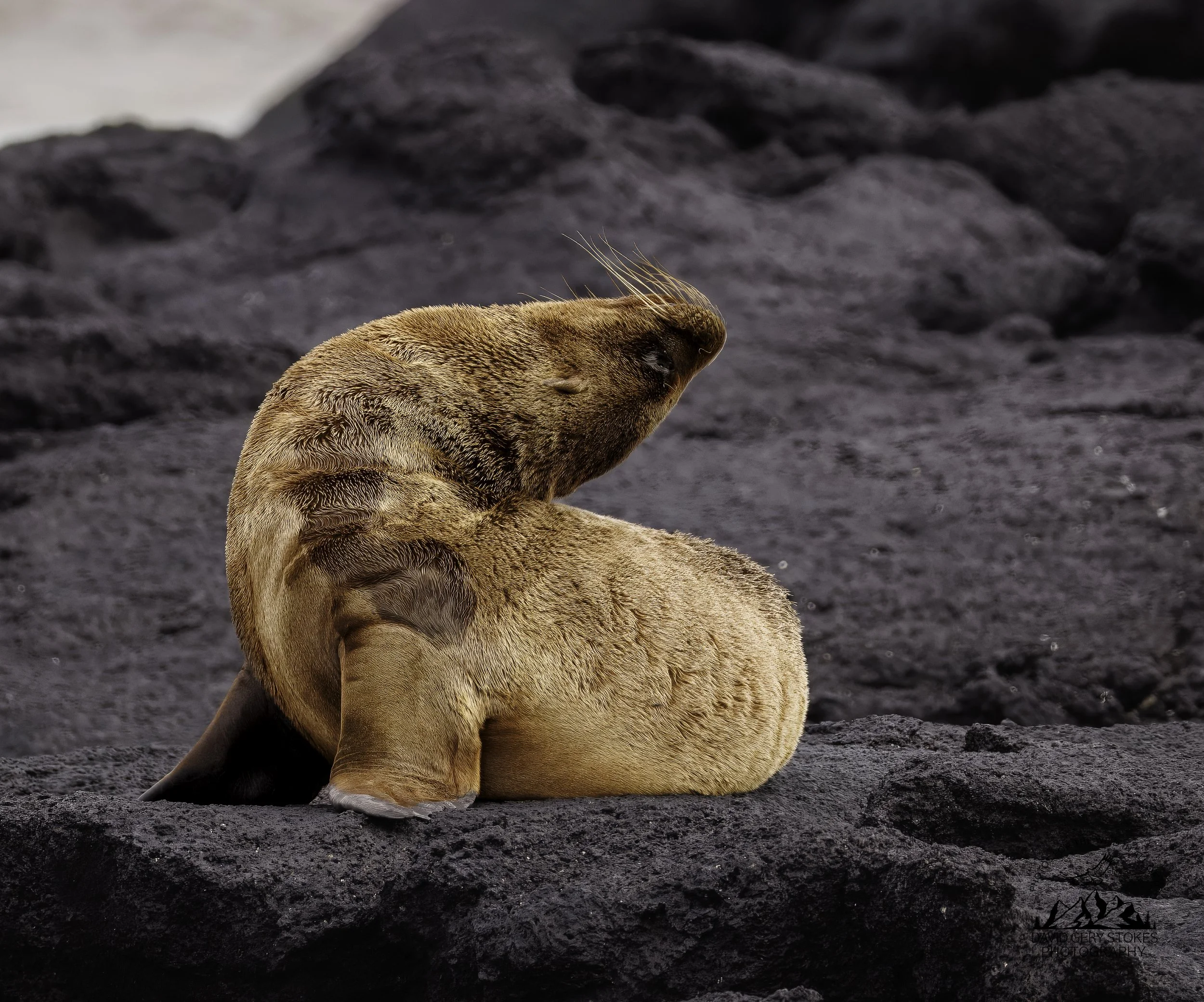 2084 Sea Lion Attitude