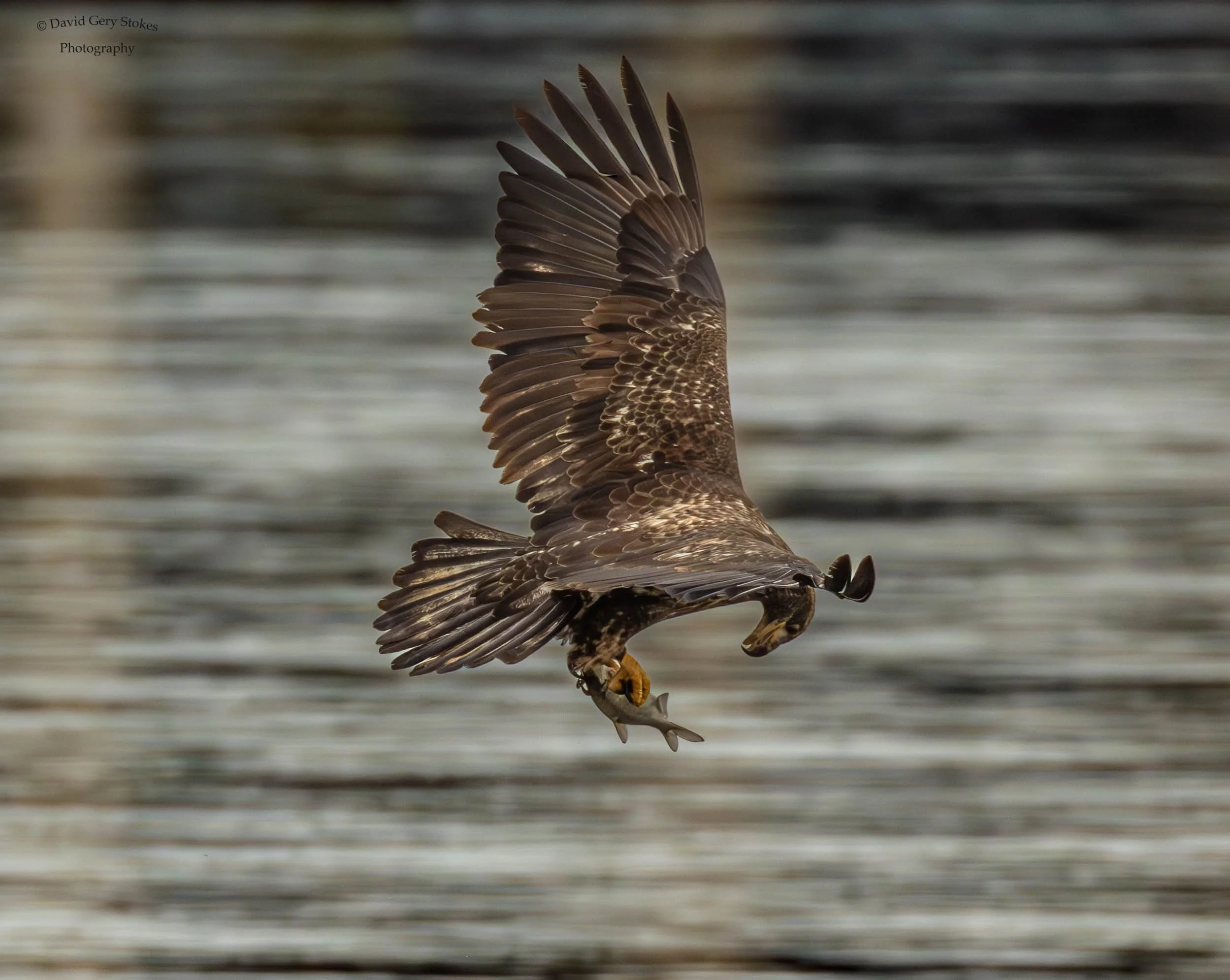 Juvenile_lookingat_fish_CWD_110423_WM_6100.jpg