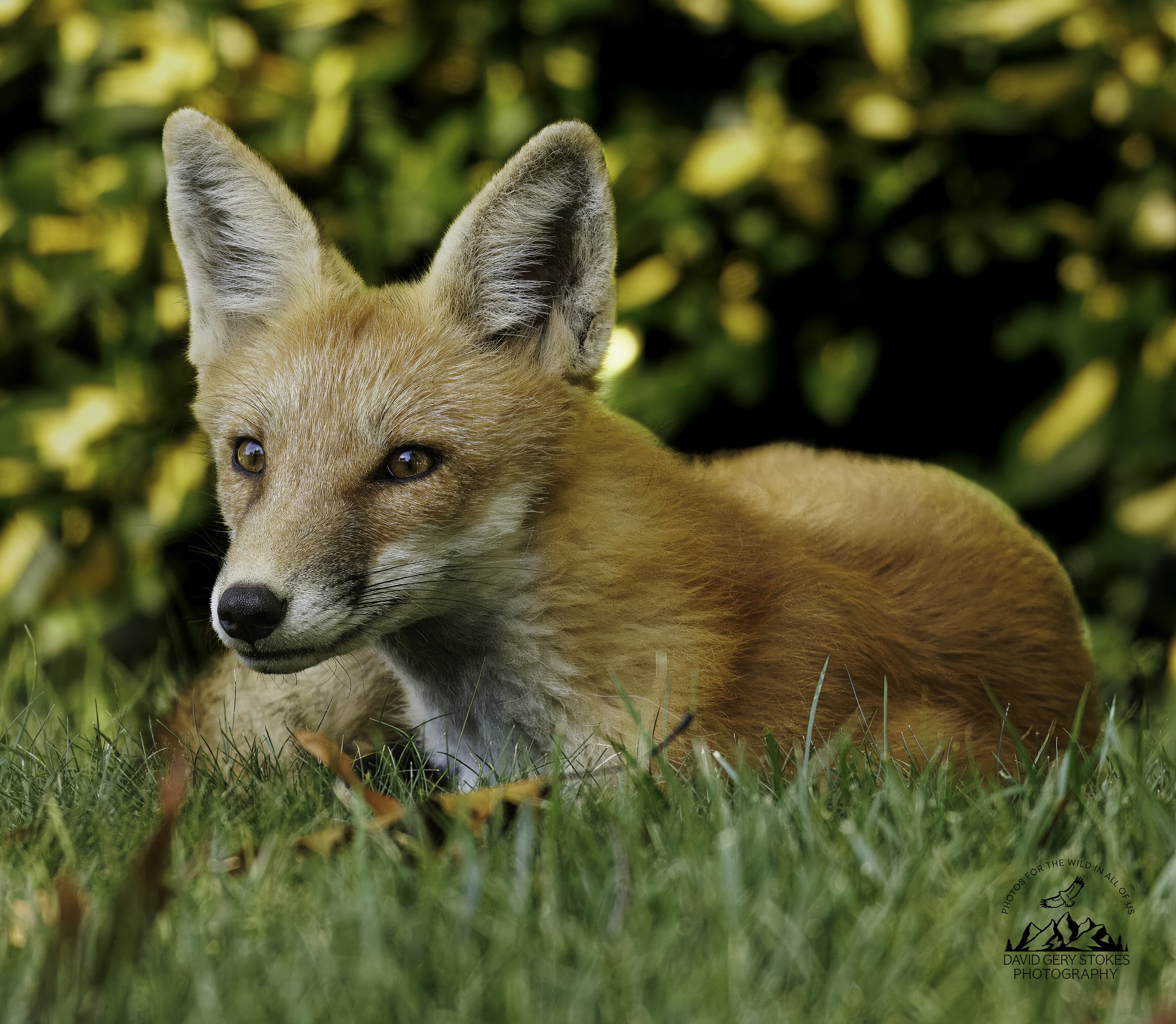 8378.  Red Fox, Upper Dublin, PA.