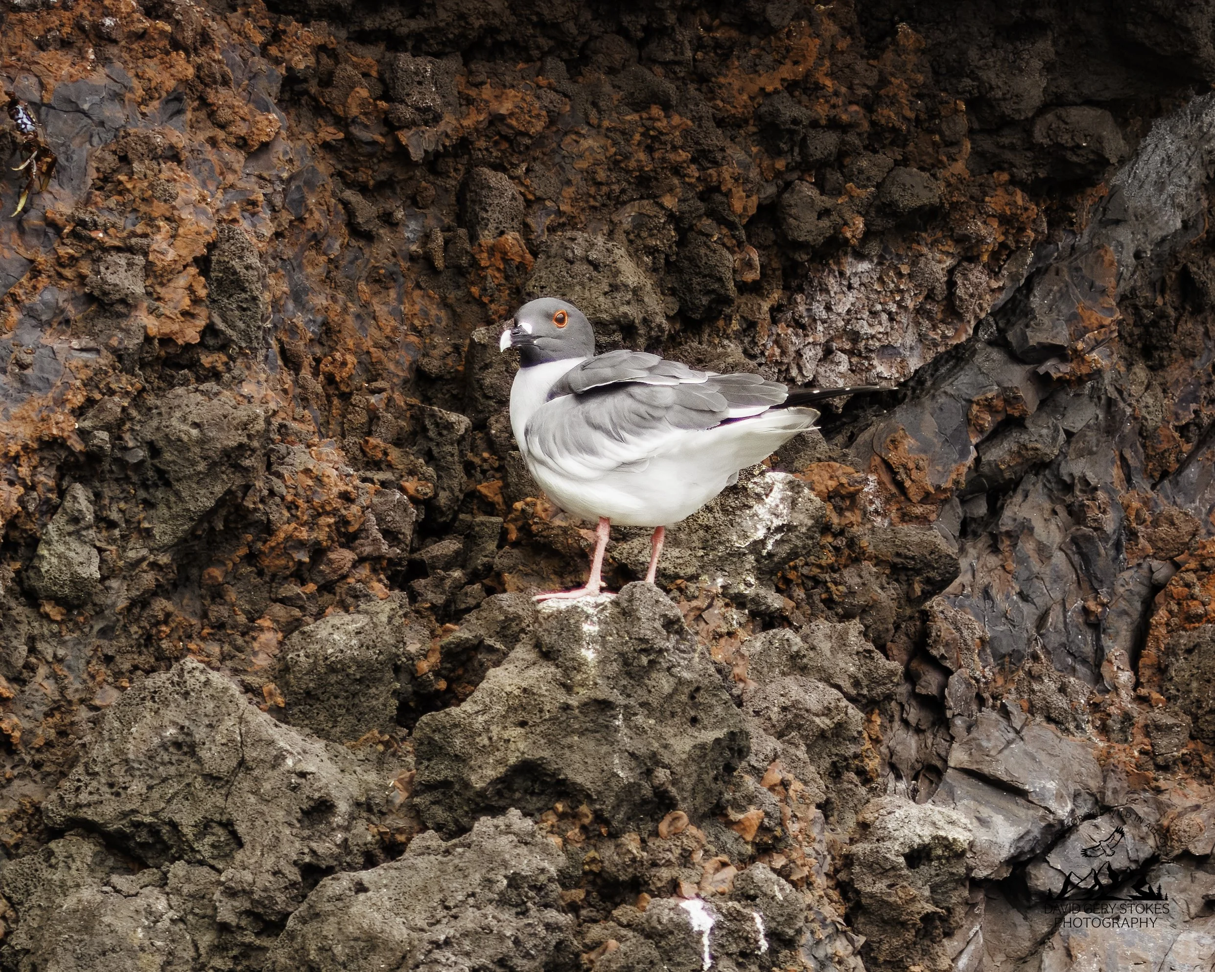 9940 Swallow-tailed Gull