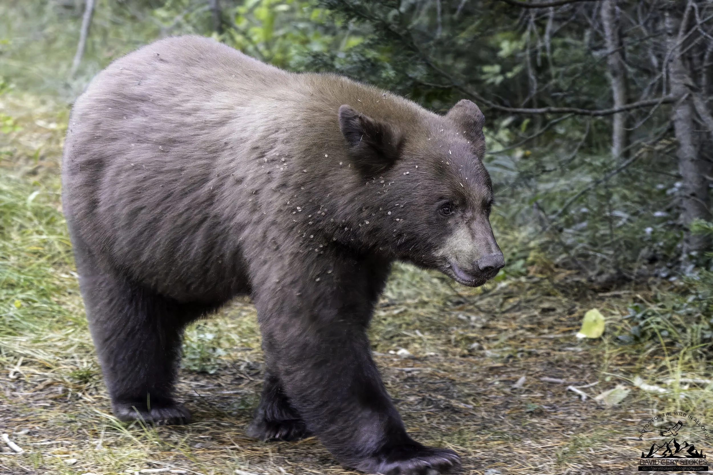 Brwn_Bear_YGT1_092022_9437.jpg