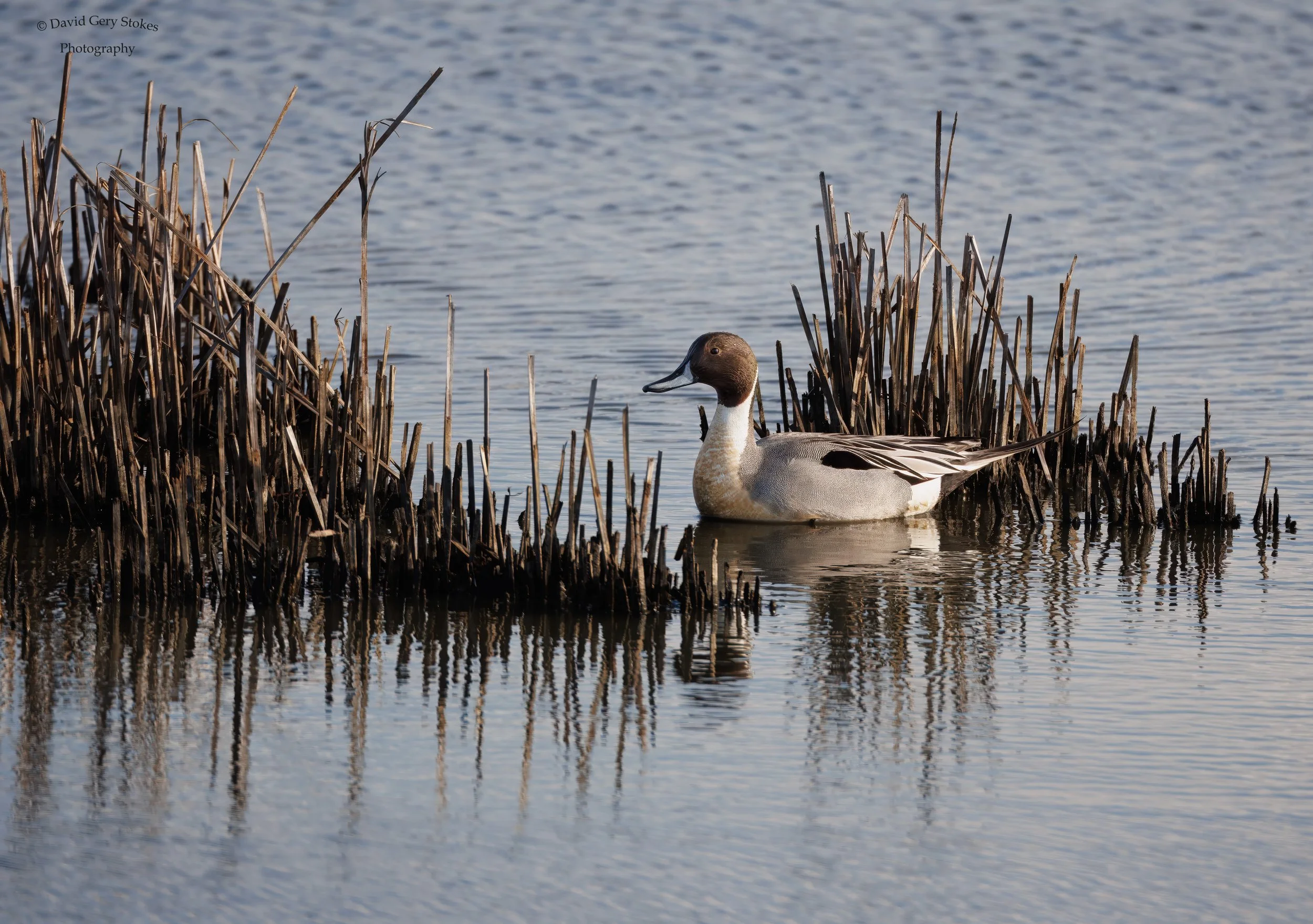 North_PinTail_Reeds_EF_03092025_WM_9773.jpg