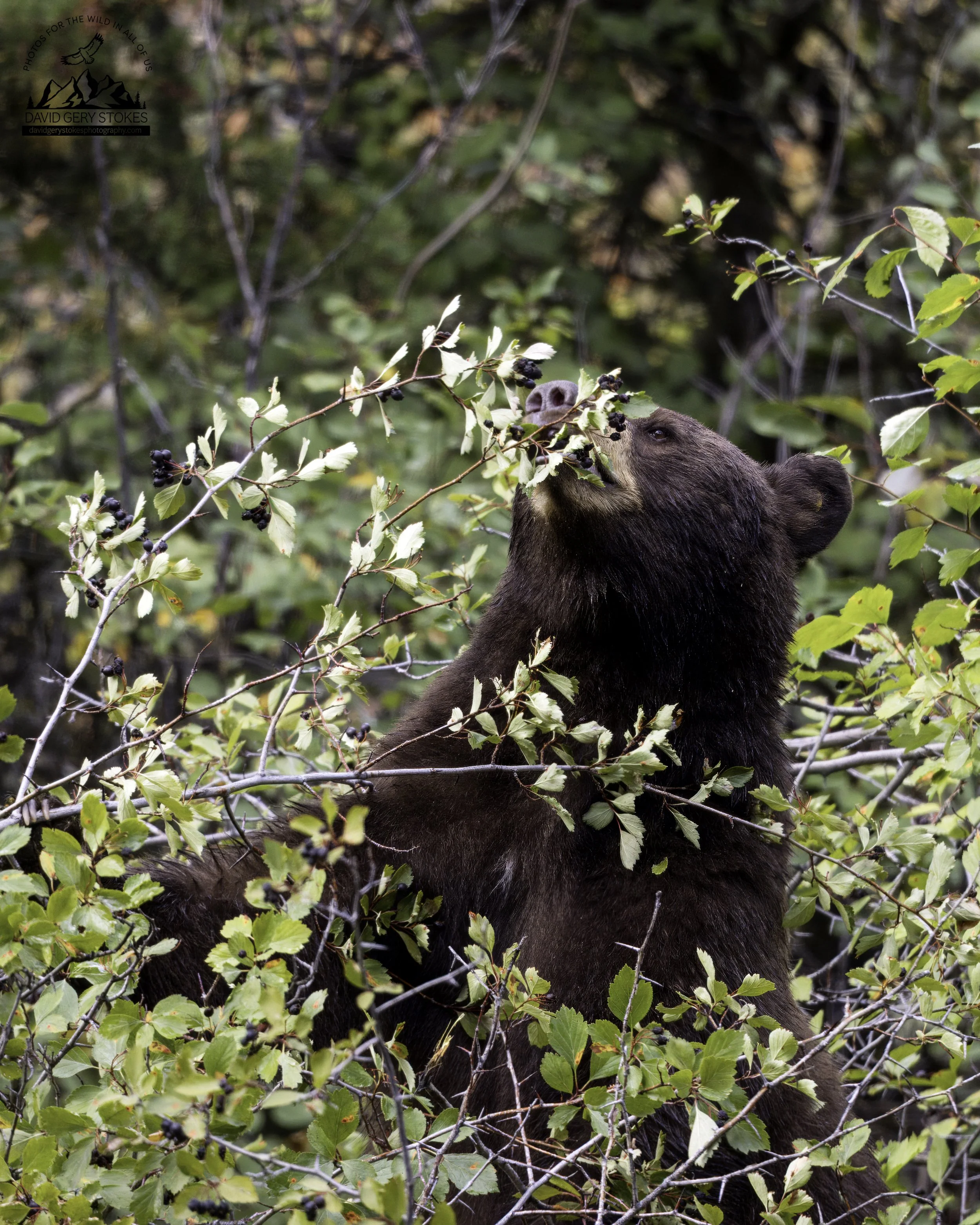 Berry_Bear_YGT3_0497.jpg