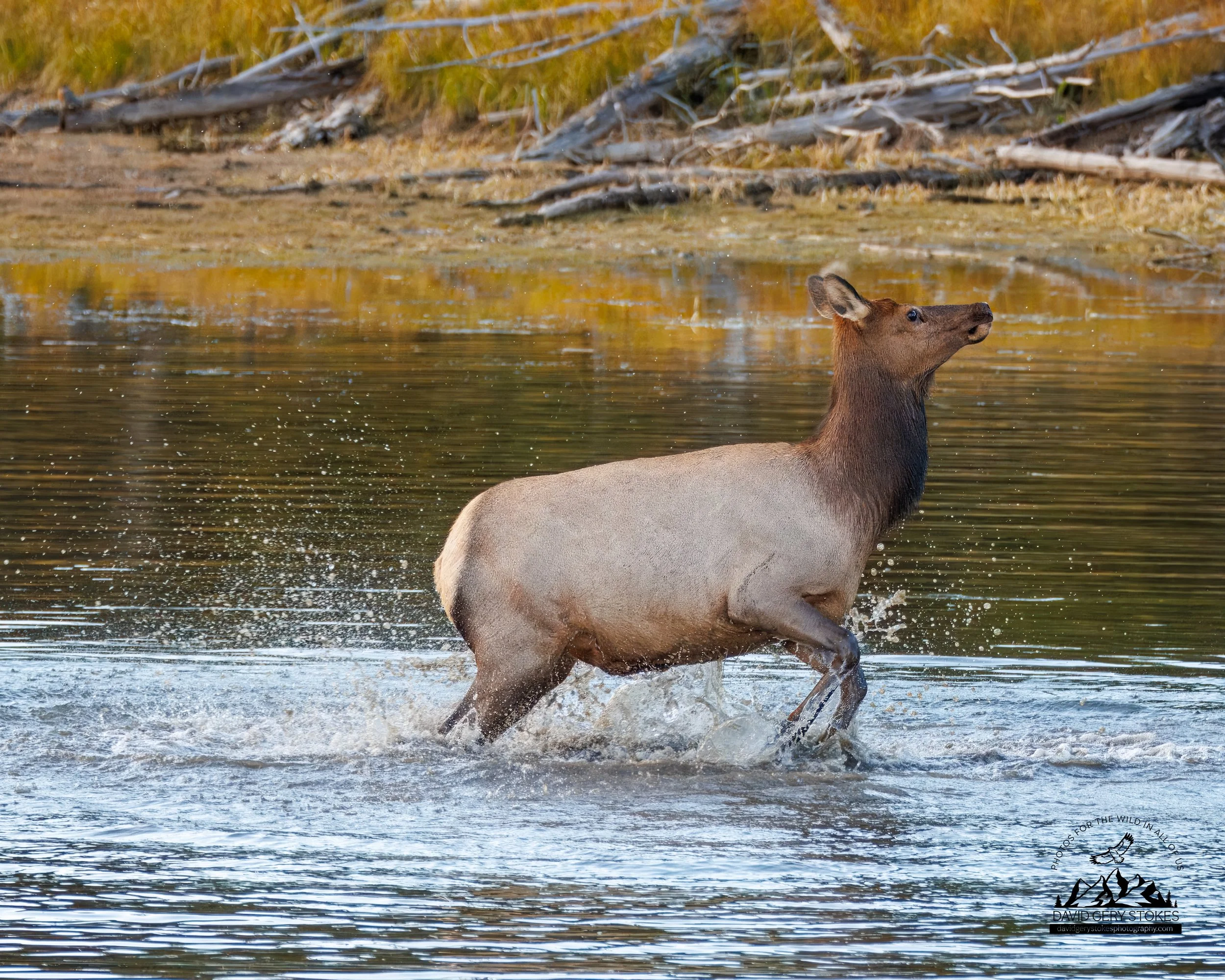 Fem_Elk_Splash_WM_YGT6_1515.jpg