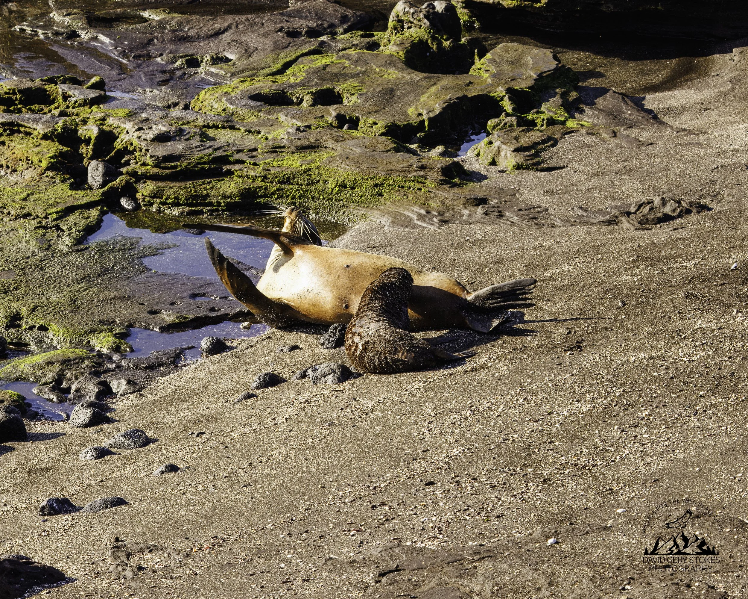 7218 Nursing Mom & Pup