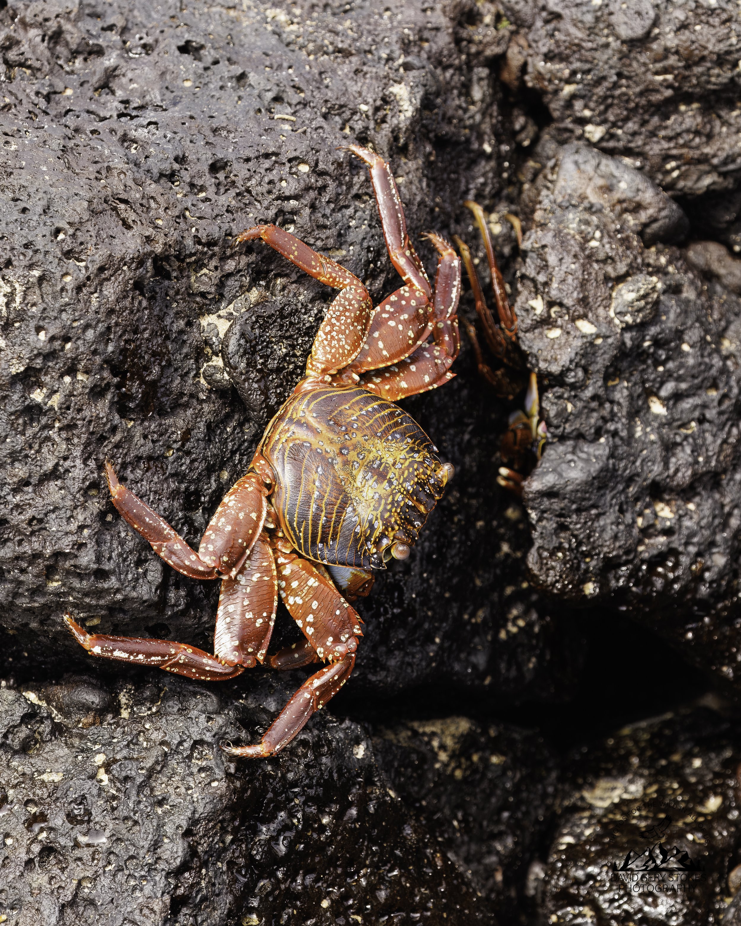 3661 Sally Lightfoot Crab