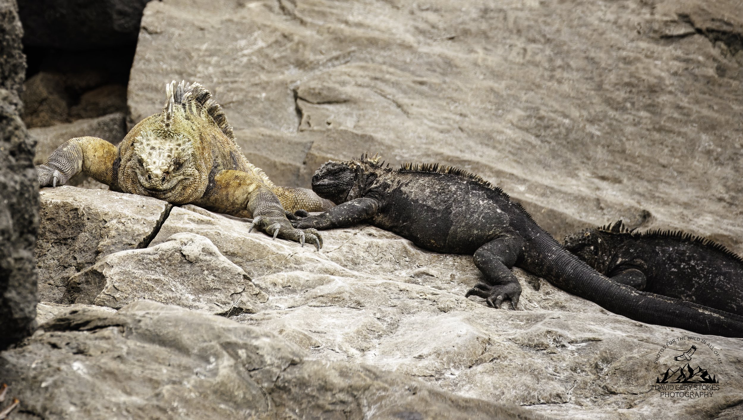 9969 Land and Marine Iguanas